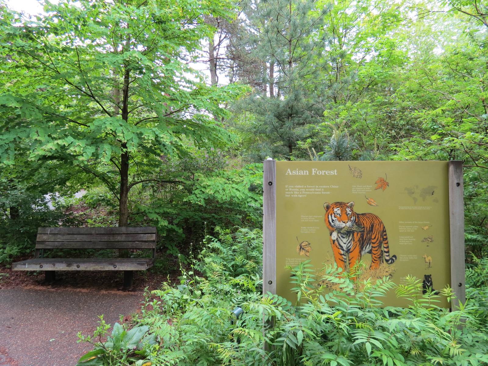 Asian Forest - Entry Sign