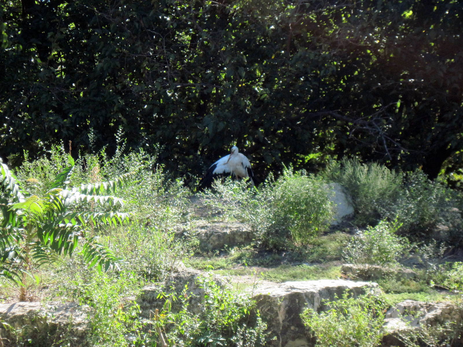 Asian Forest-European White Stork