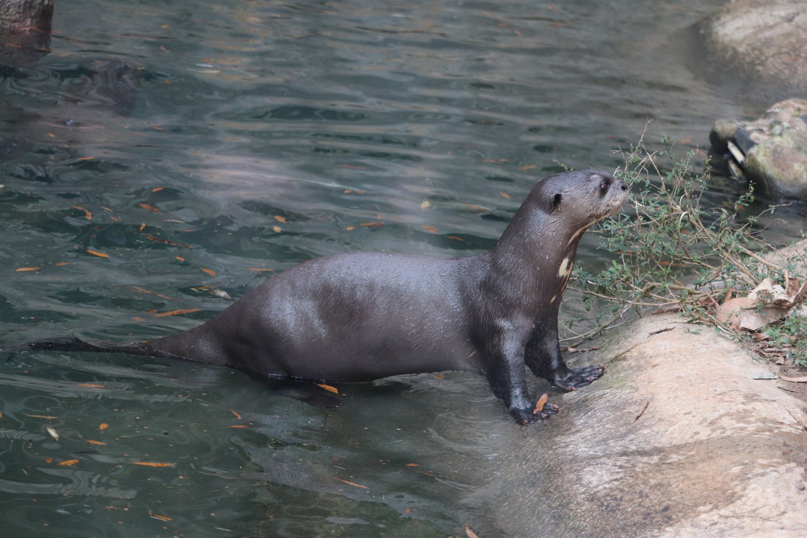 Asian Forest - Giant Otter