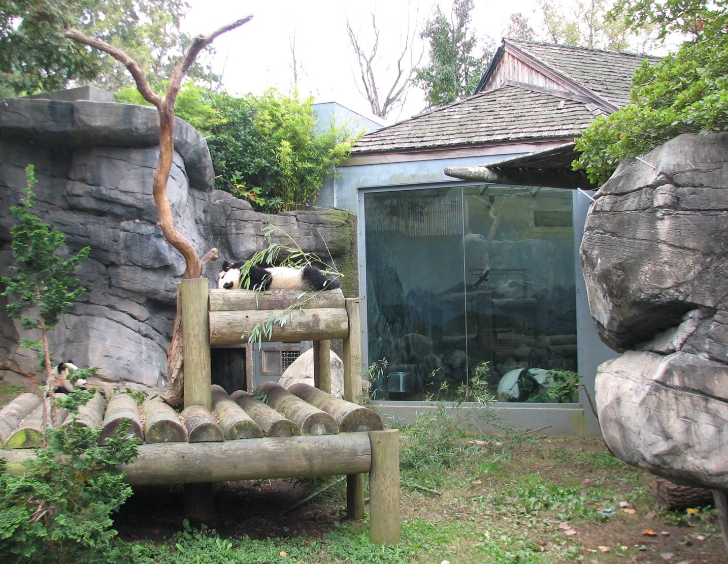 Asian Forest - Giant Panda Exhibit 1