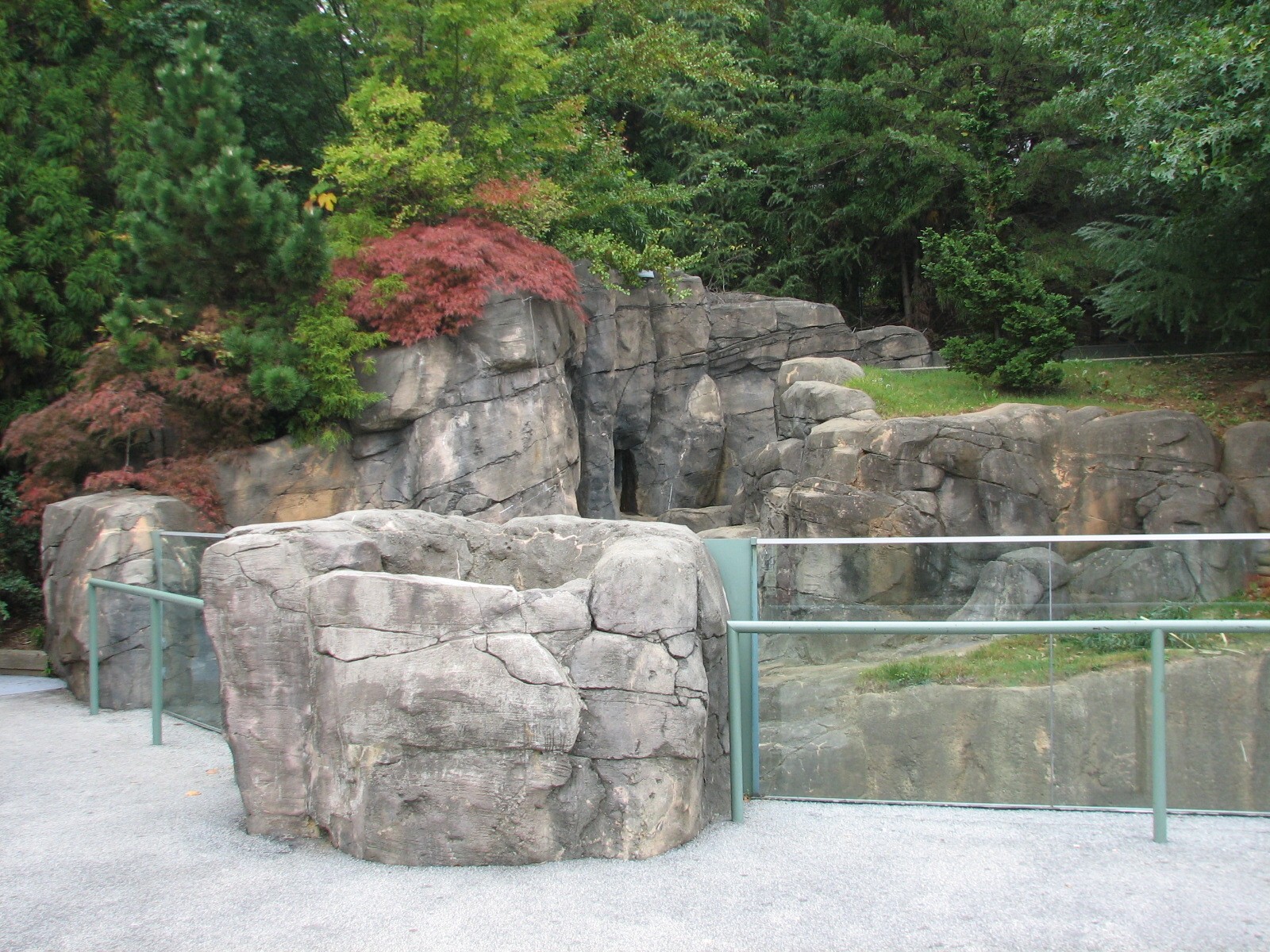 Asian Forest - Giant Panda Exhibit 2