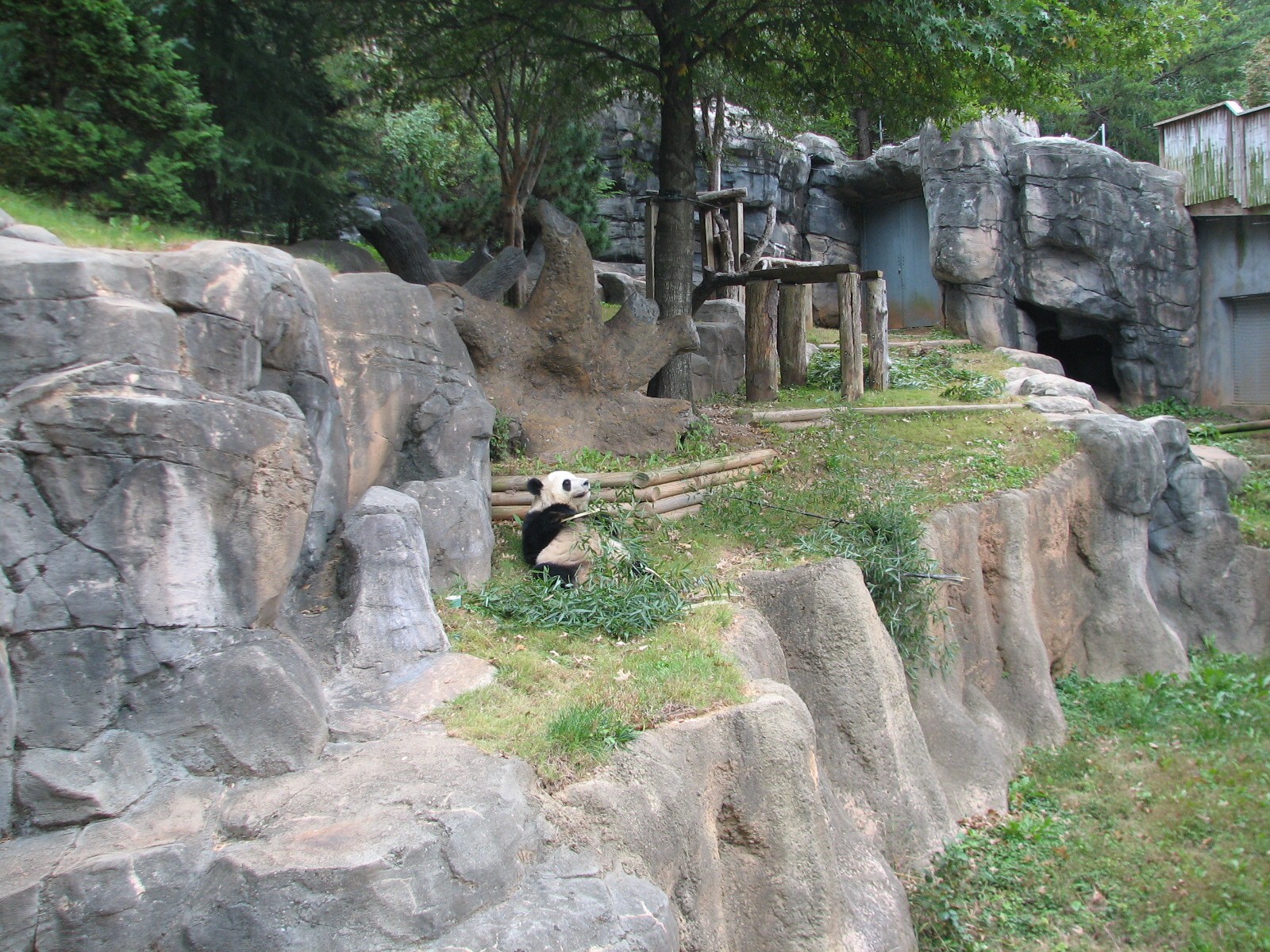 Asian Forest - Giant Panda Exhibit 2