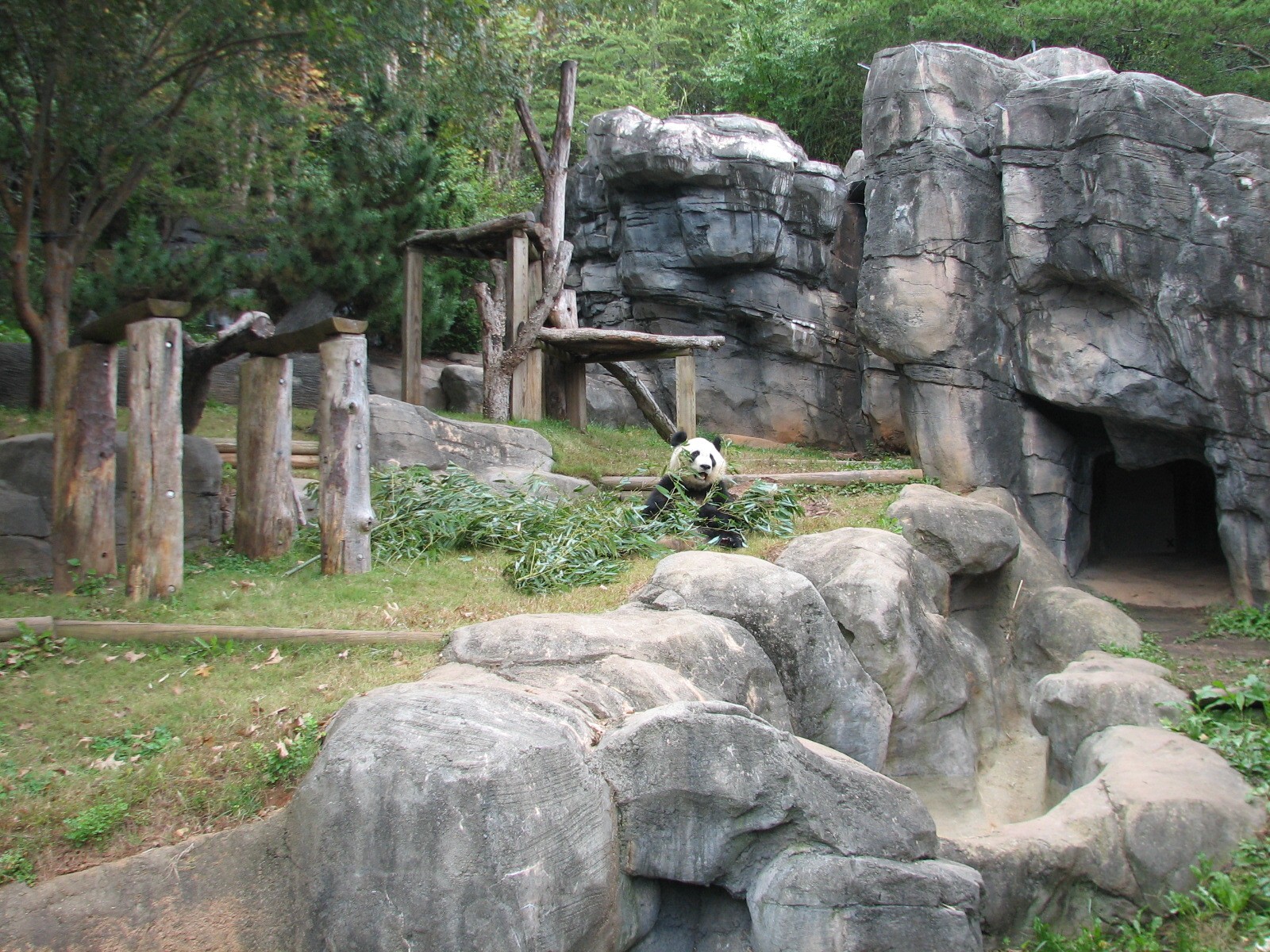 Asian Forest - Giant Panda Exhibit 2