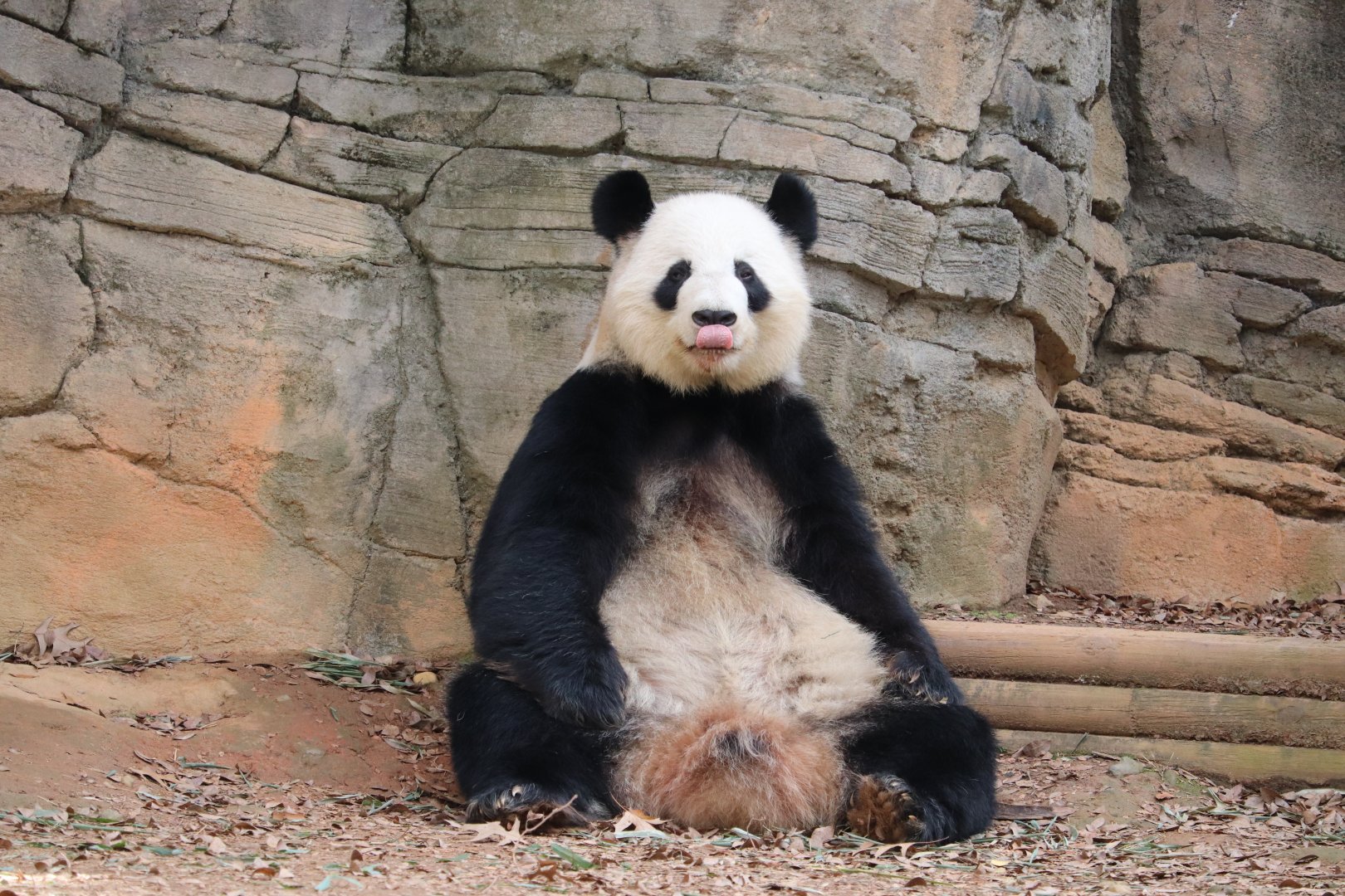 Asian Forest - Giant Panda
