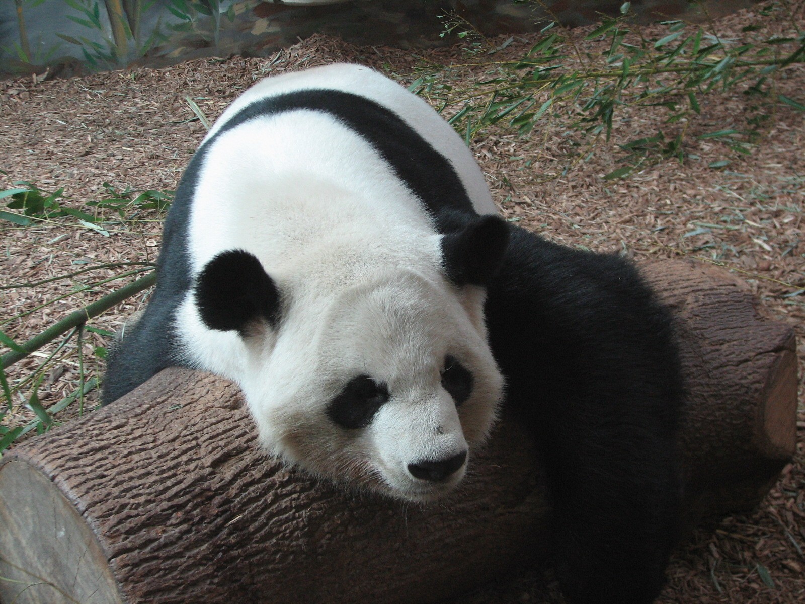 Asian Forest - Giant Panda