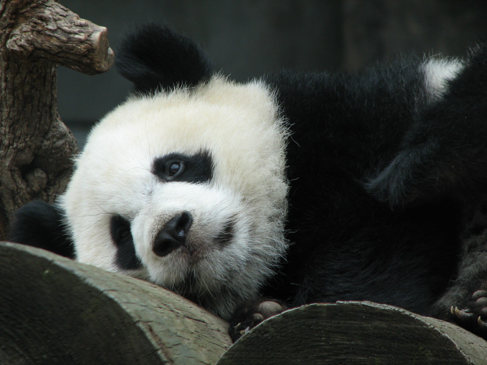 Asian Forest - Giant Panda