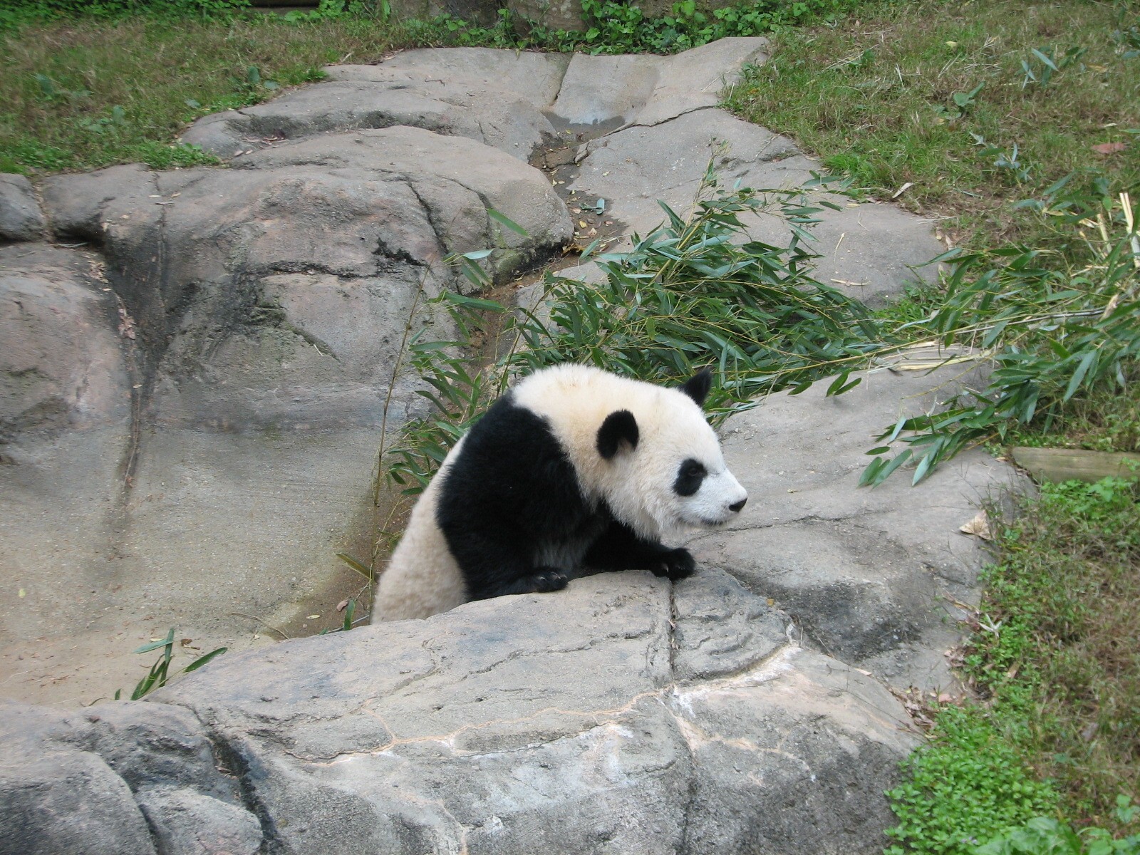 Asian Forest - Giant Panda