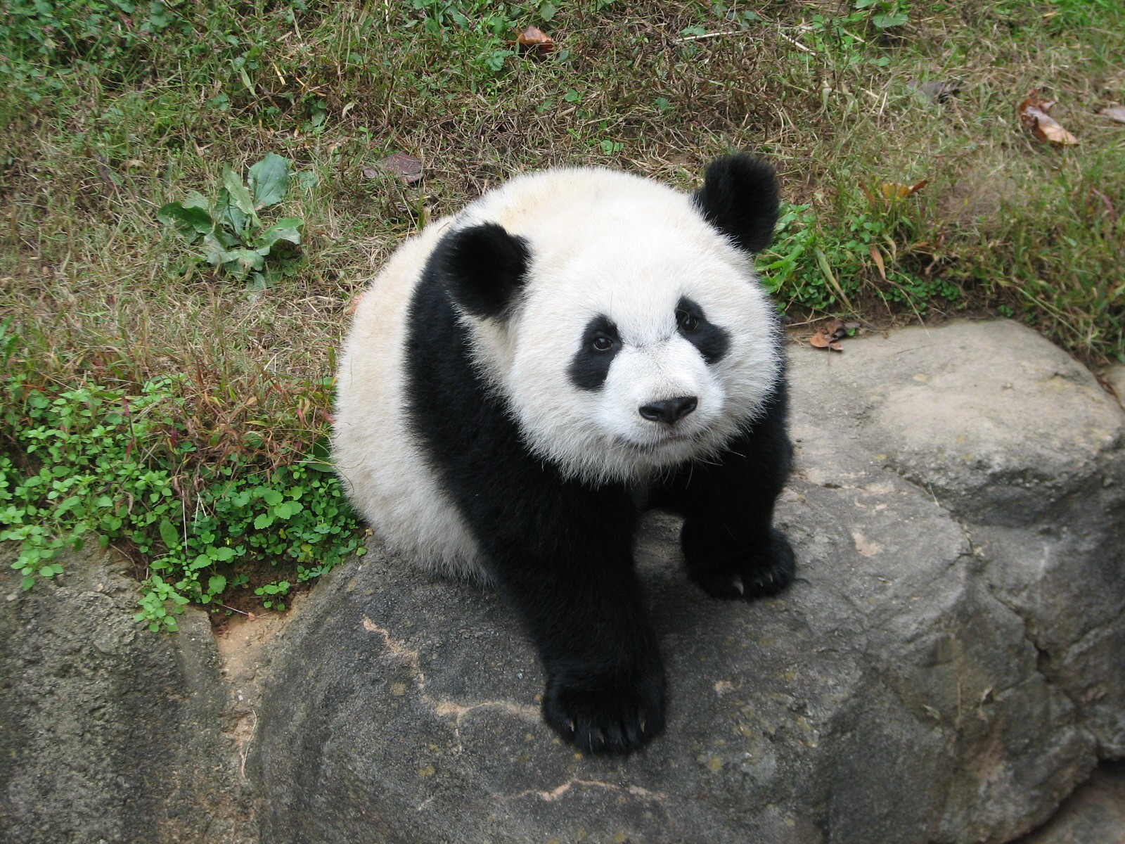 Asian Forest - Giant Panda