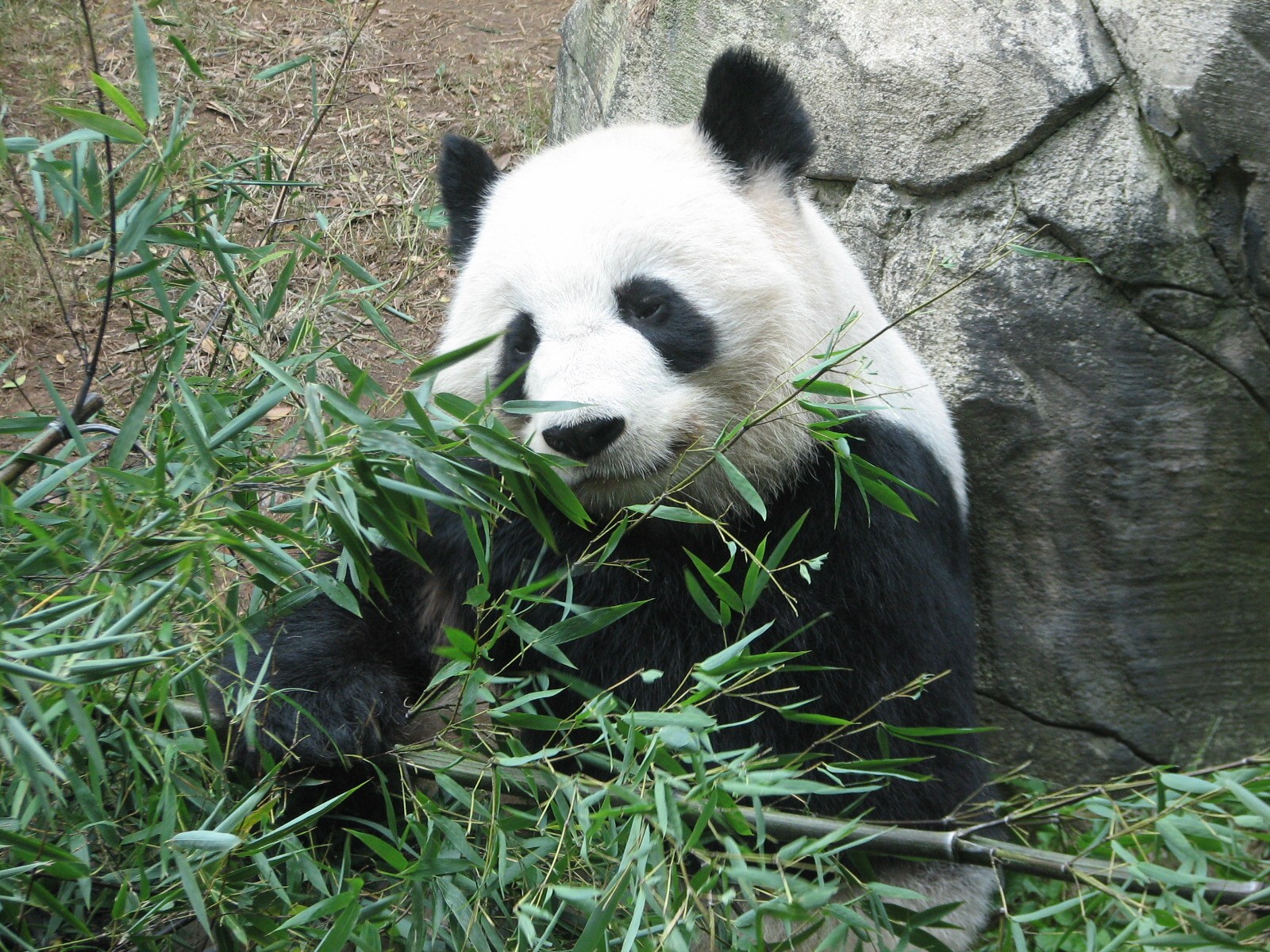 Asian Forest - Giant Panda