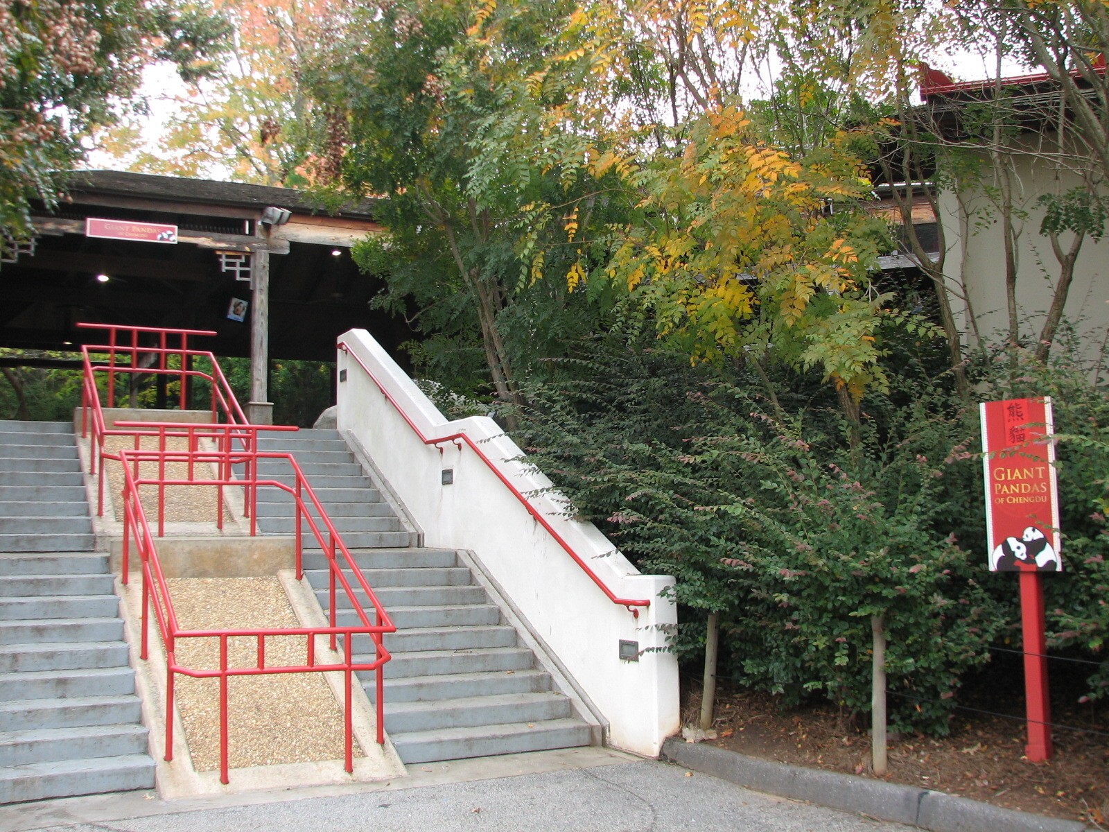 Asian Forest - Giant Pandas of Chengdu Entry