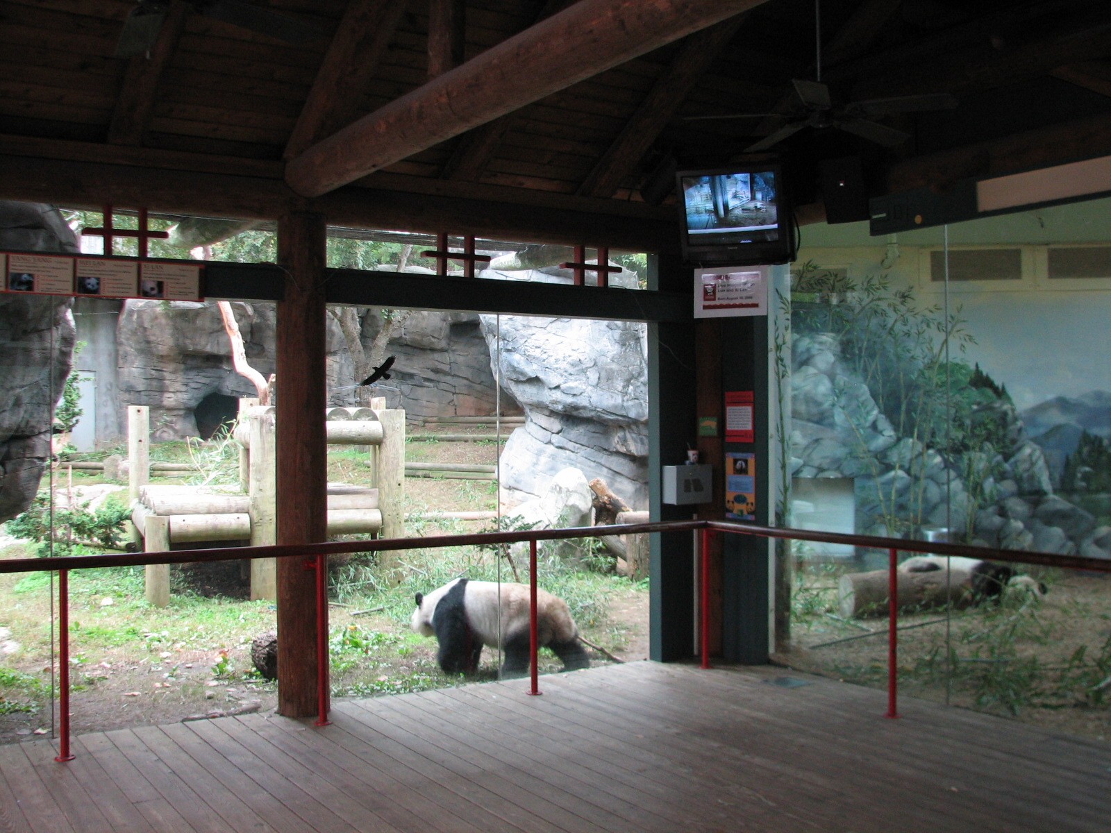Asian Forest - Giant Pandas of Chengdu Viewing Area