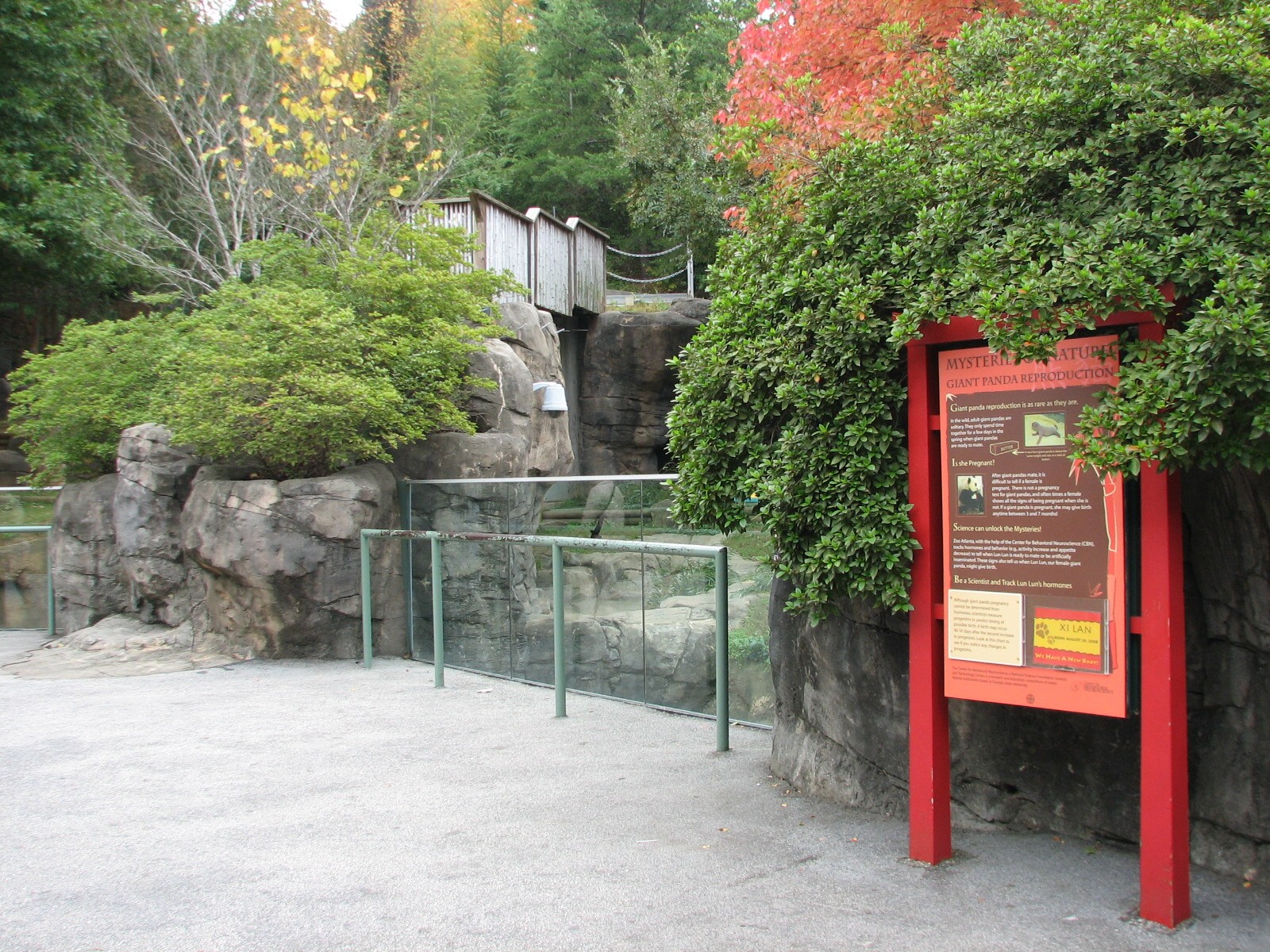 Asian Forest - Giant Pandas of Chengdu Viewing Area
