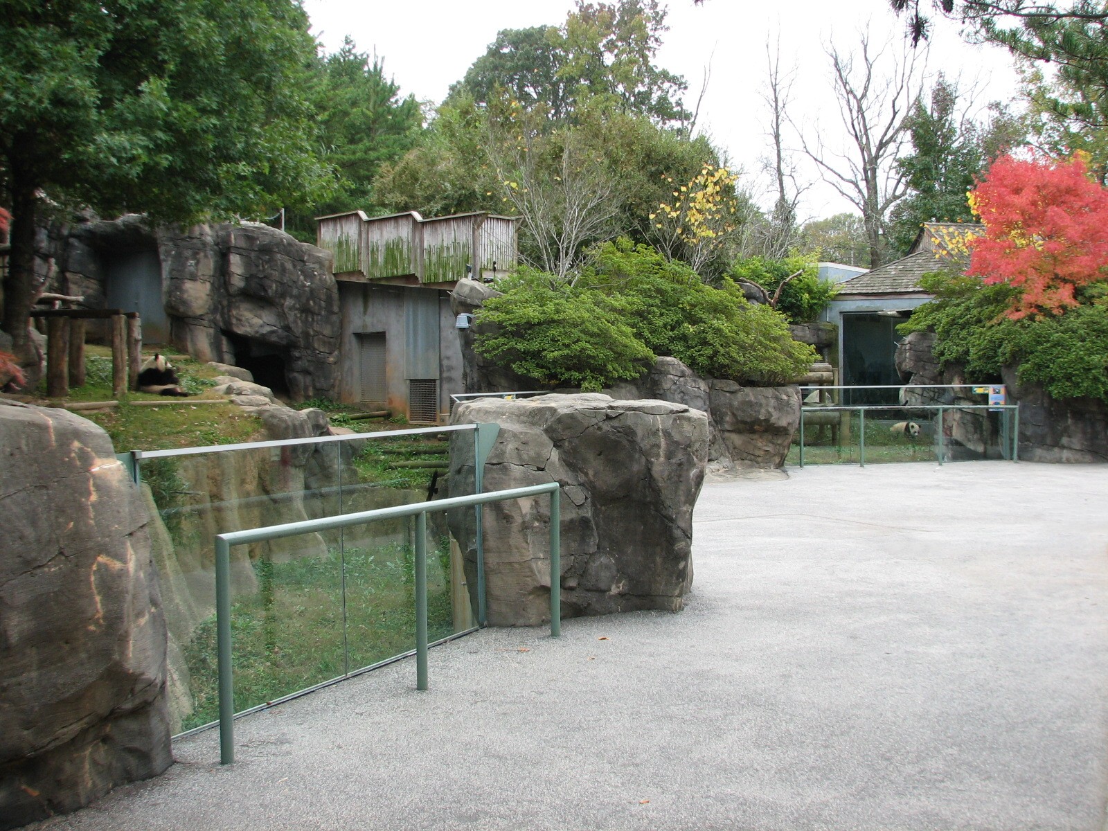 Asian Forest - Giant Pandas of Chengdu Viewing Area