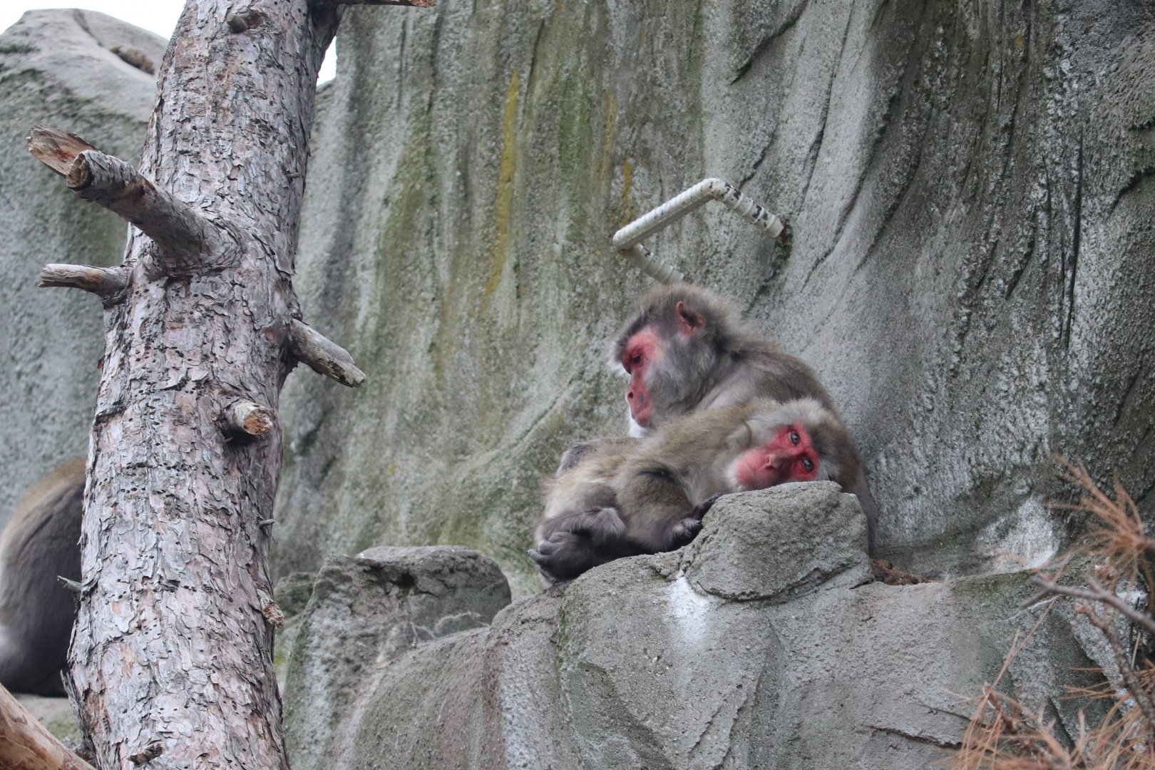 Asian Forest - Japanese Macaque