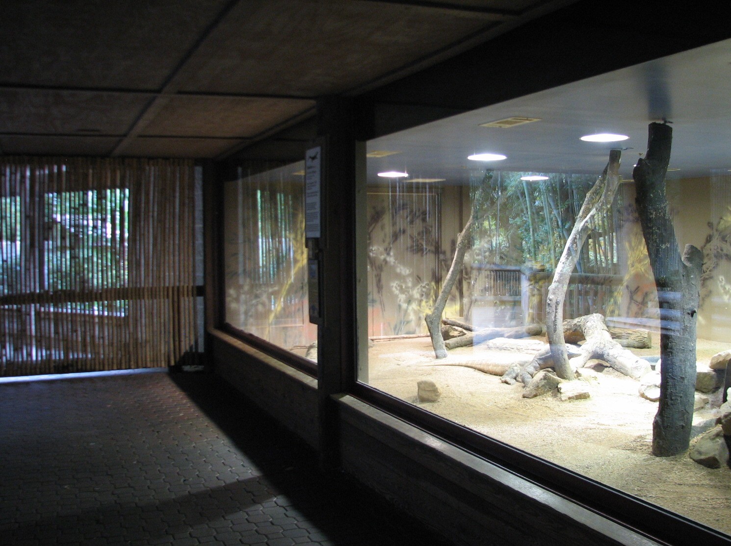 Asian Forest - Komodo Dragon Indoor Exhibit