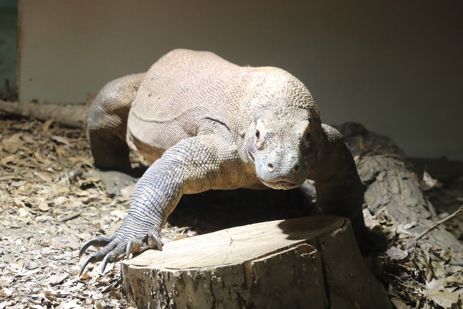 Asian Forest - Komodo Dragon
