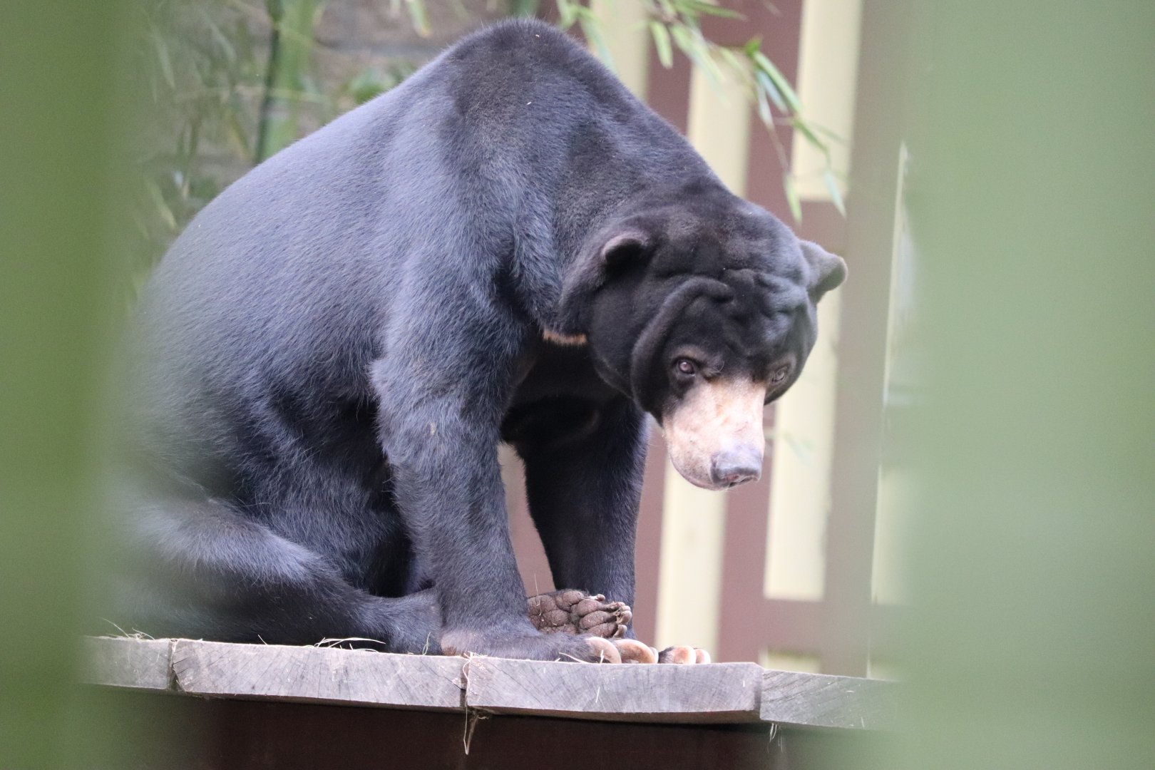 Asian Forest - Malayan Sun Bear