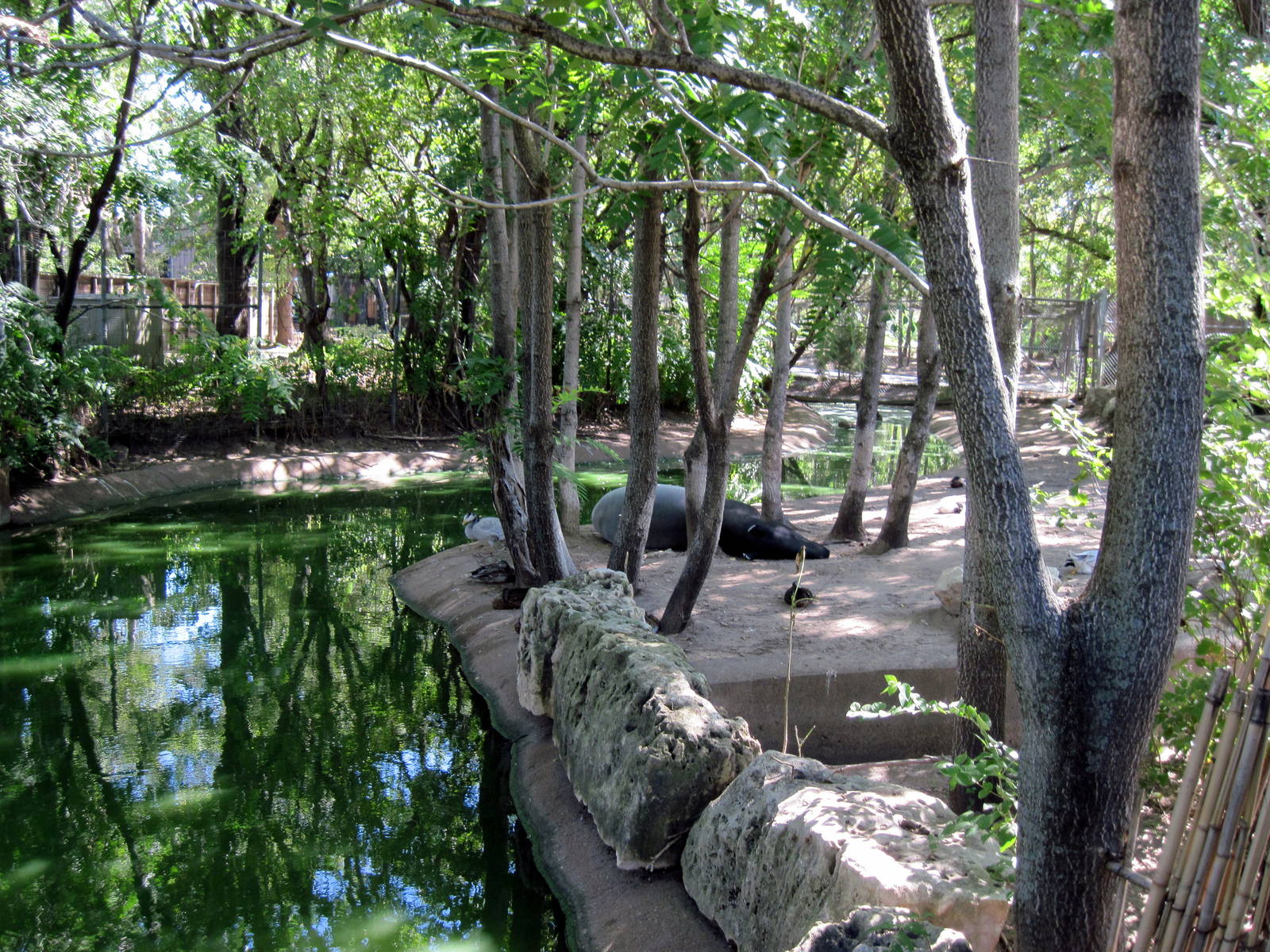 Asian Forest-Malayan Tapir