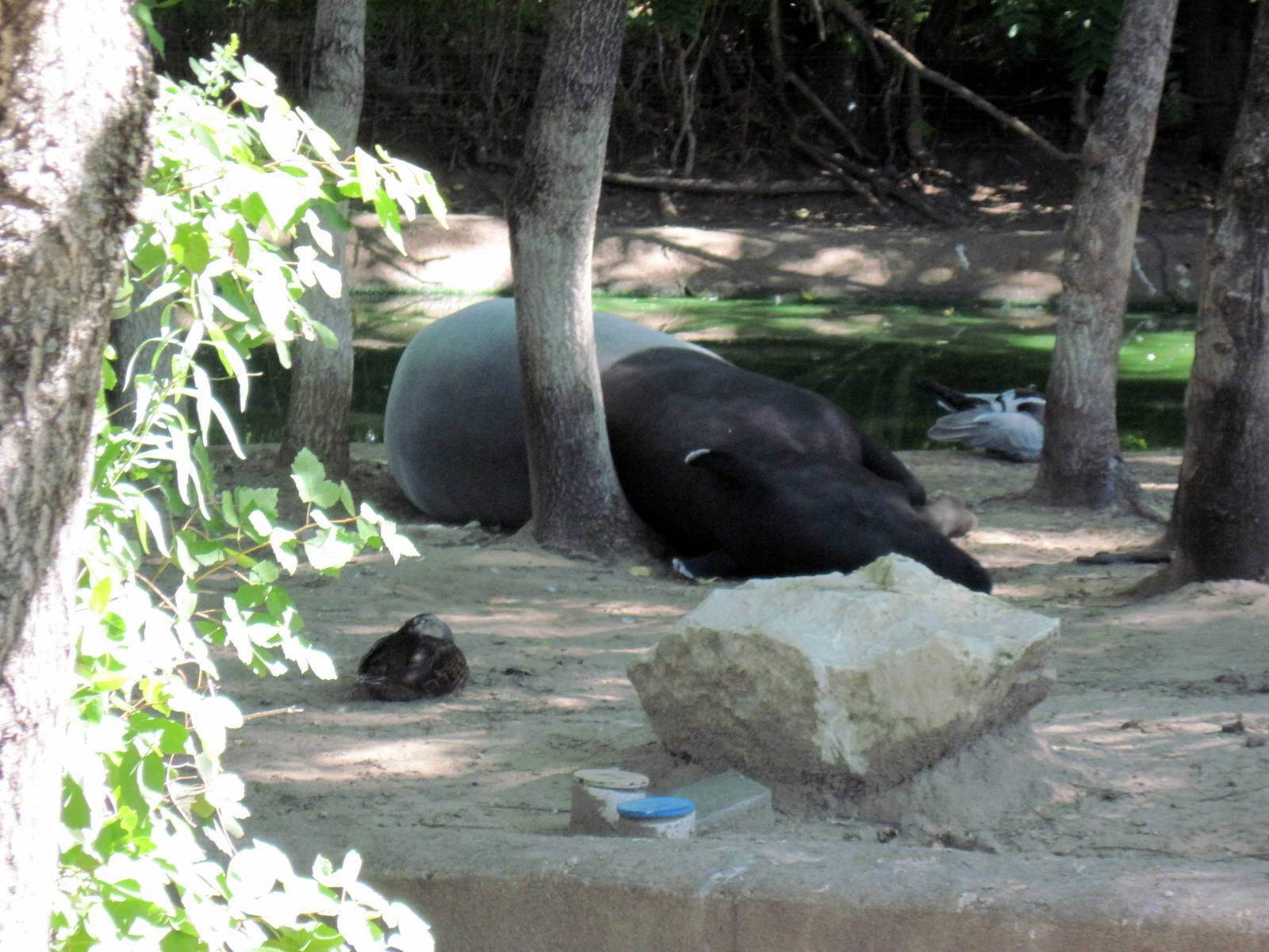 Asian Forest-Malayan Tapir