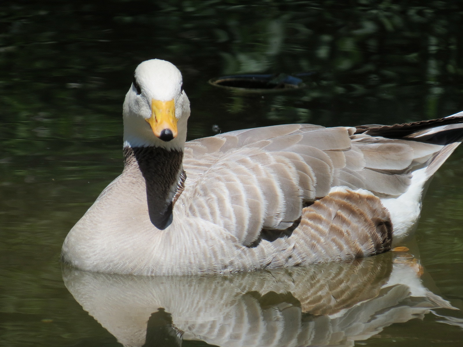 Asian Forest - Moated Yard - Bar-headed Goose