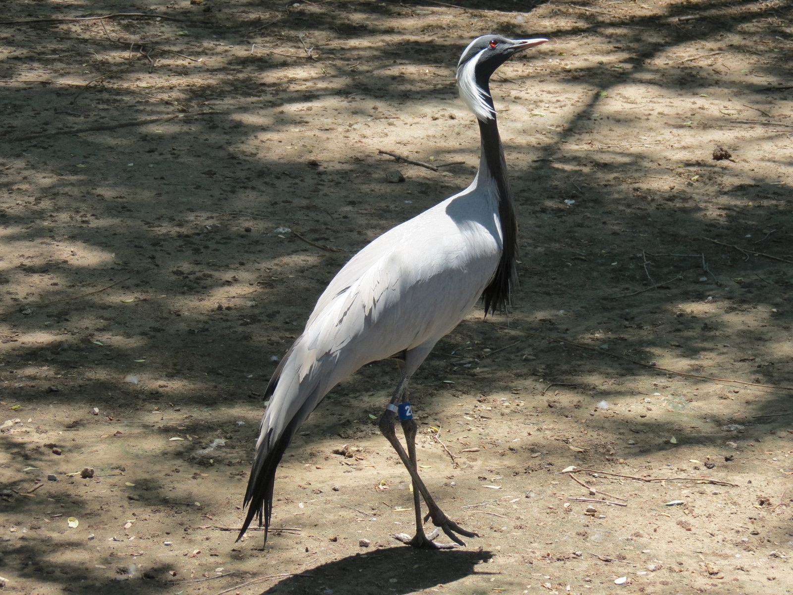 Asian Forest - Moated Yard - Demoiselle Crane