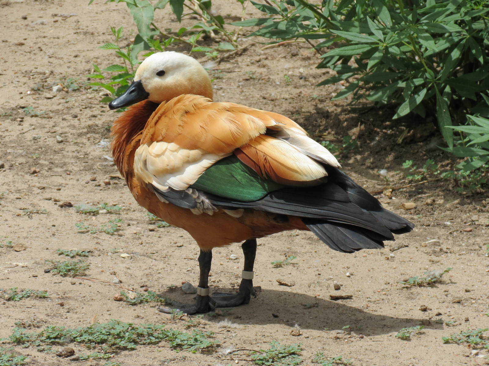 Asian Forest - Moated Yard - Ruddy Shelduck