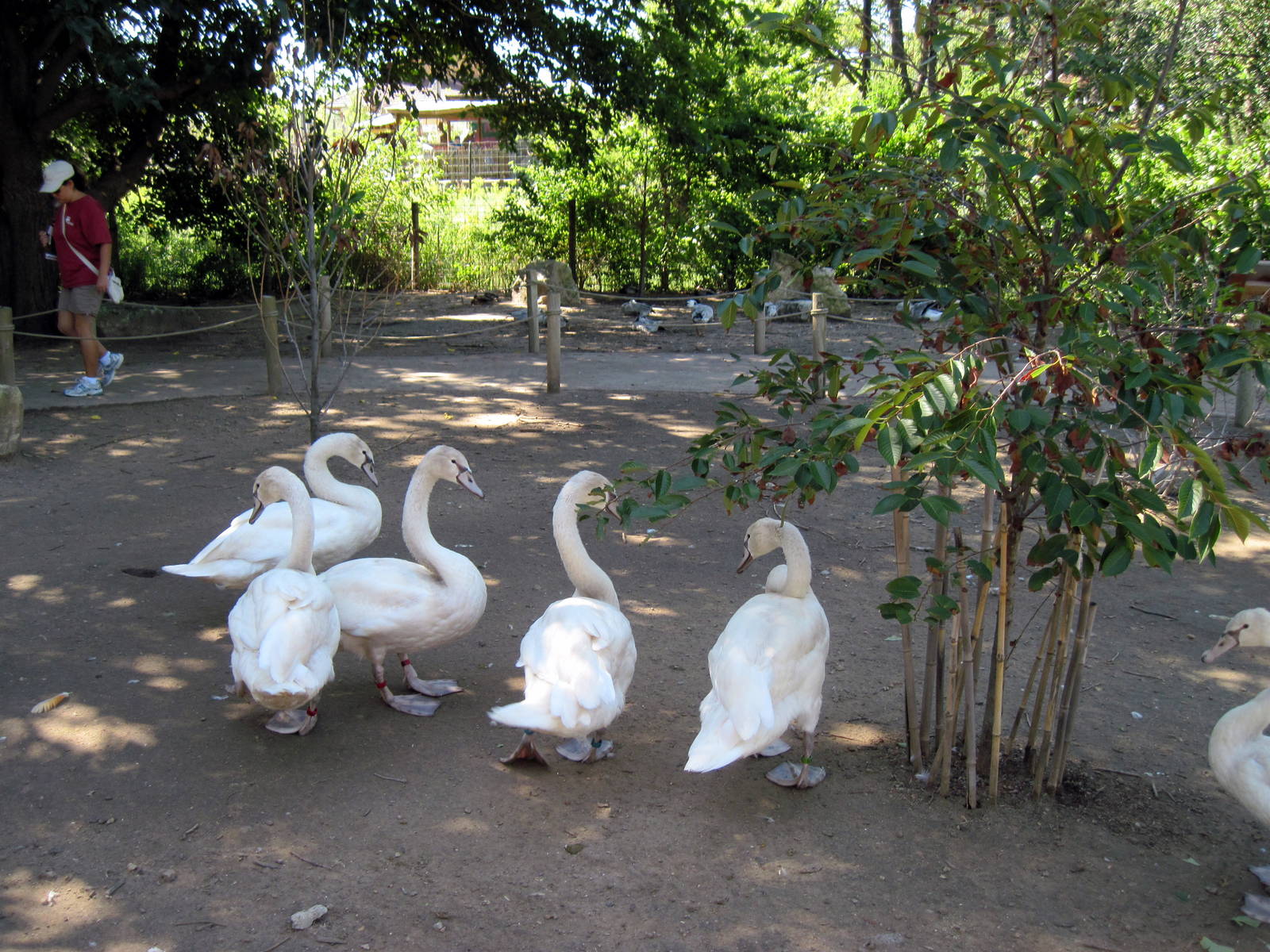 Asian Forest-Mute Swans