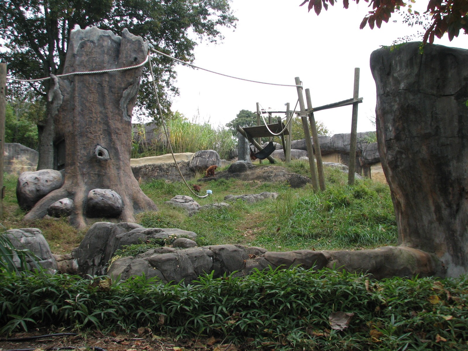 Asian Forest - Orangutan Exhibit