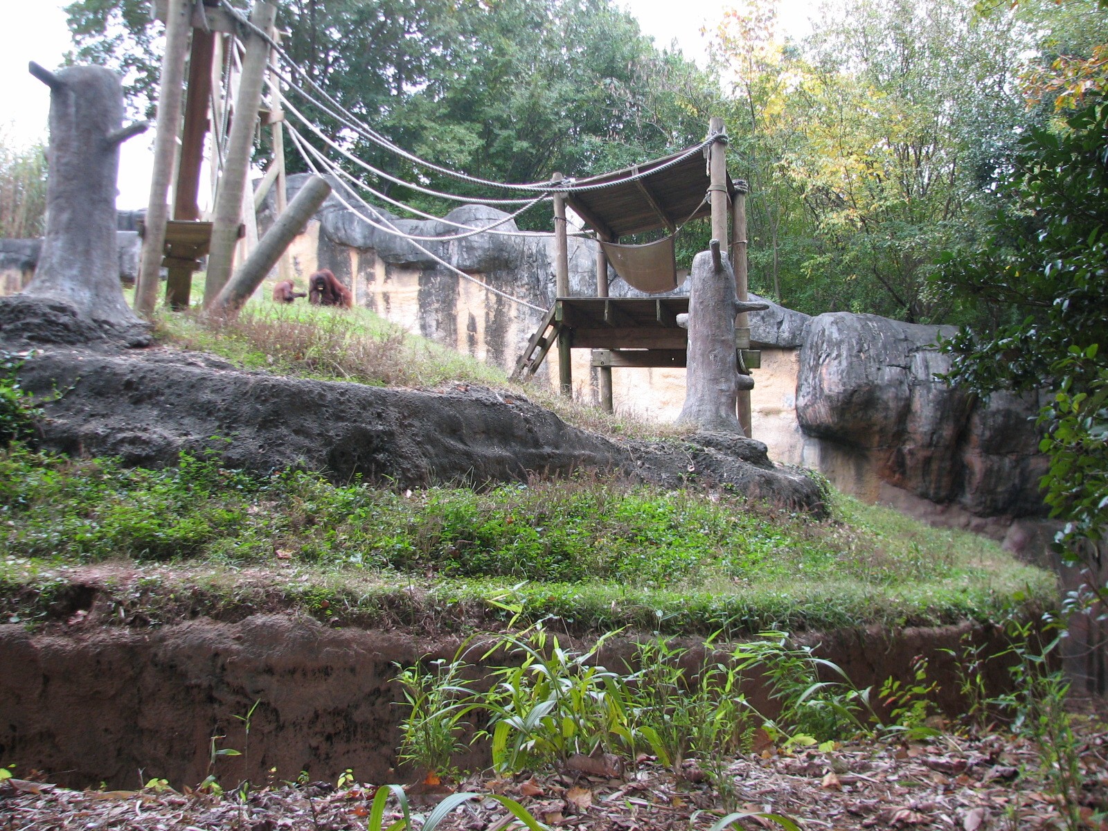 Asian Forest - Orangutan Exhibit