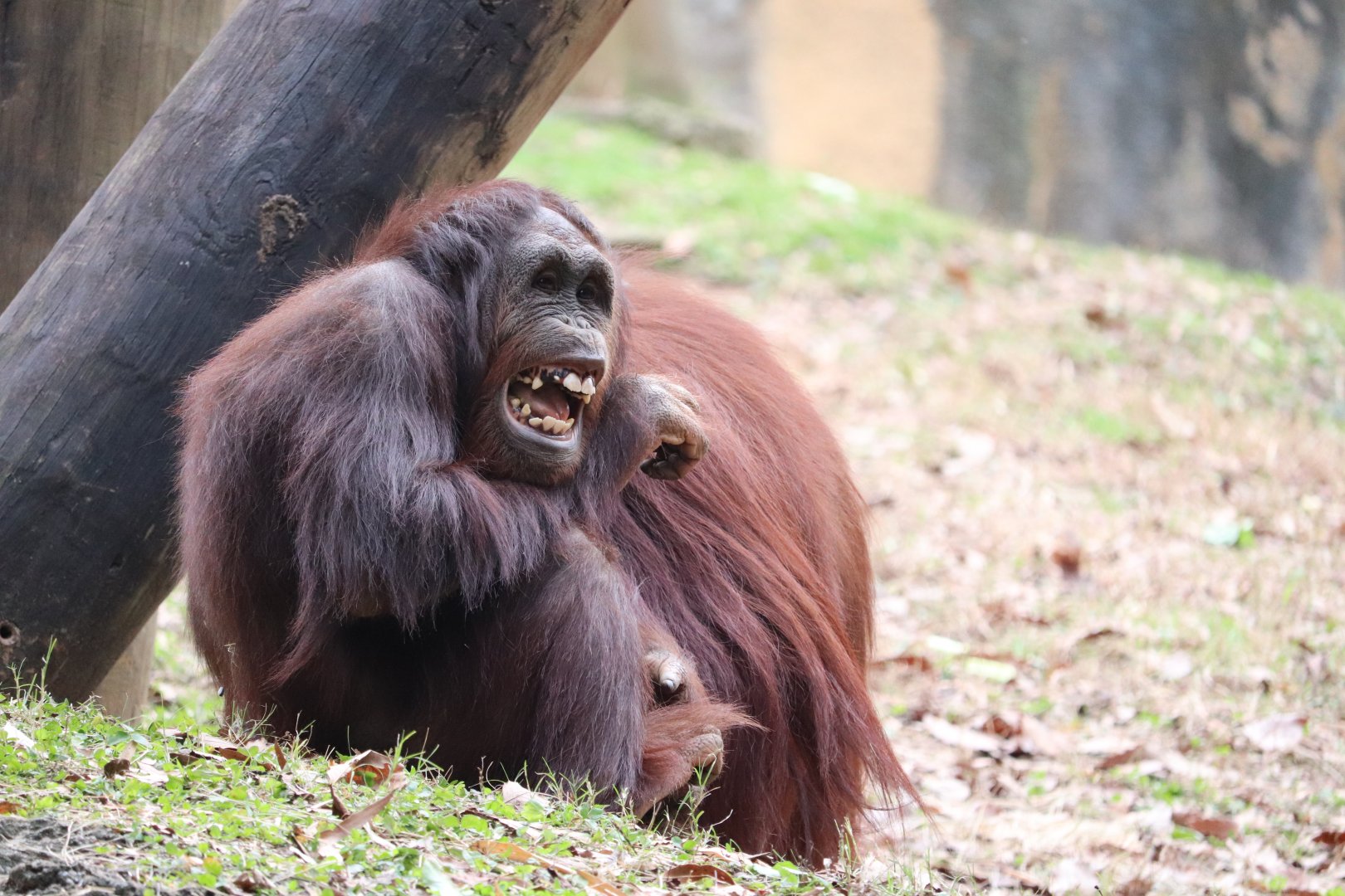 Asian Forest - Orangutan