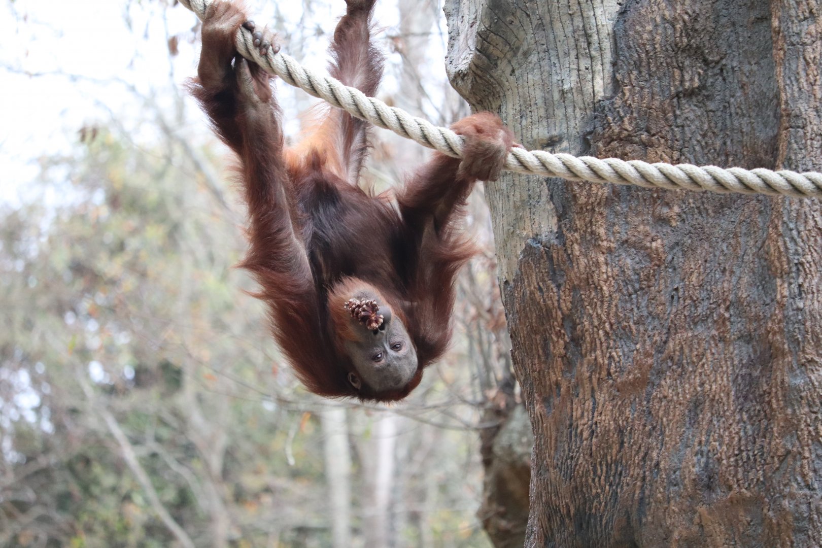 Asian Forest - Orangutan