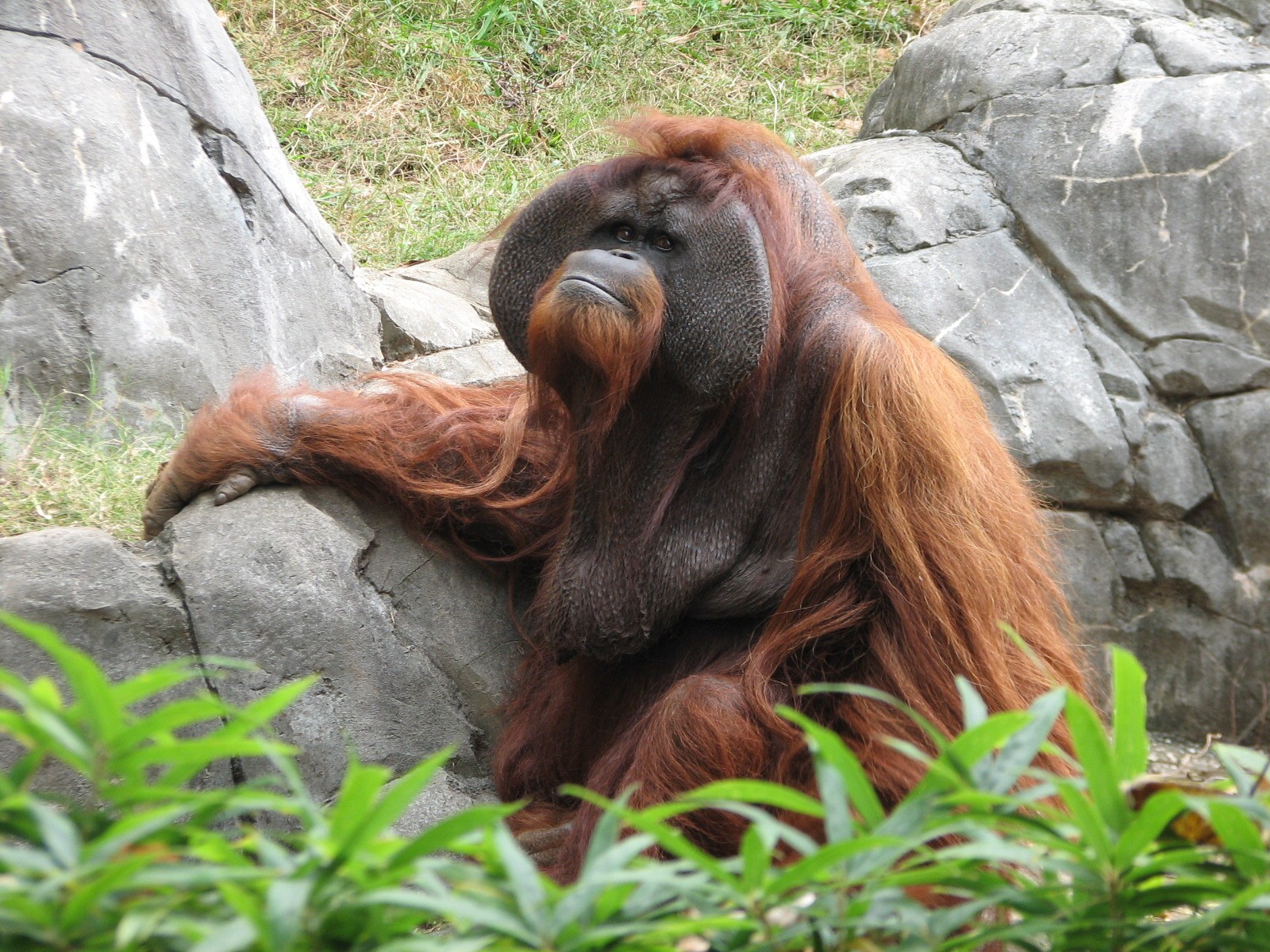 Asian Forest - Orangutan