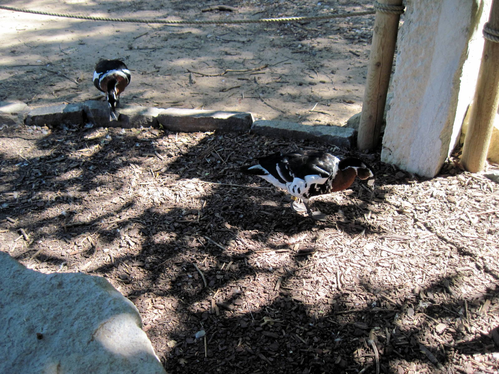 Asian Forest-Red-breasted Geese