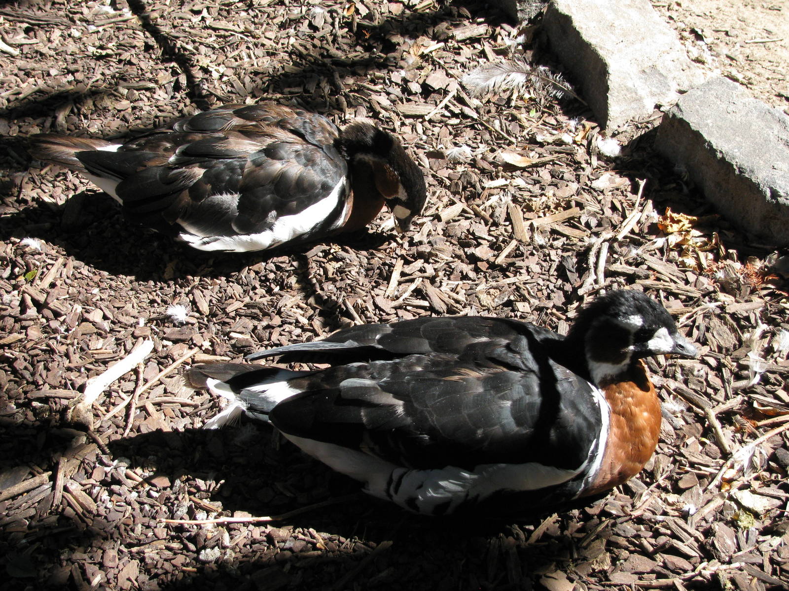 Asian Forest-Red-breasted Geese