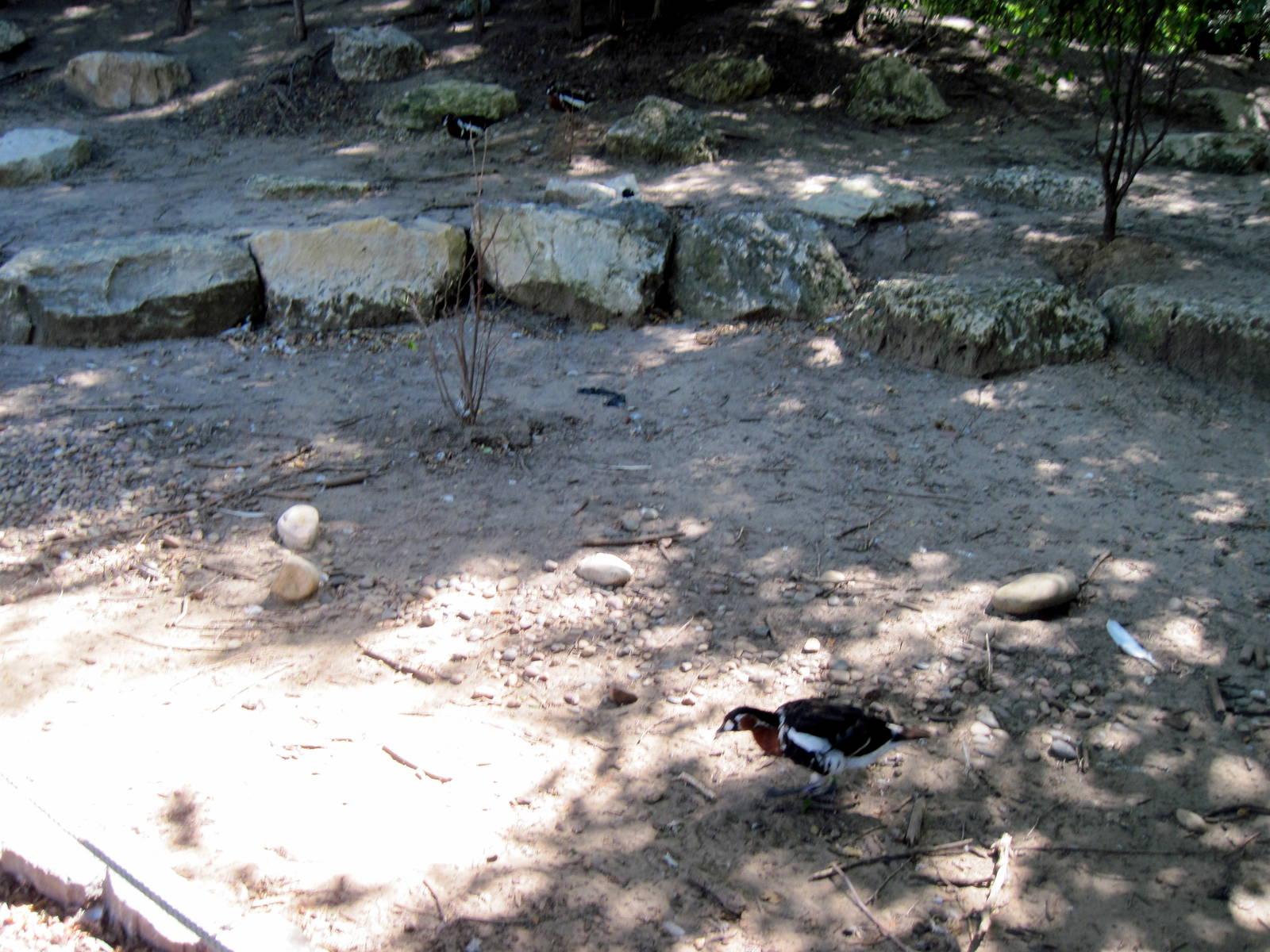 Asian Forest-Red-breasted Goose