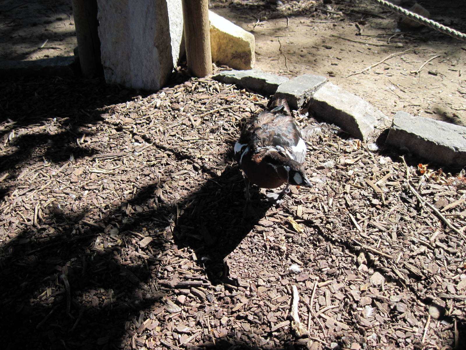 Asian Forest-Red-breasted Goose