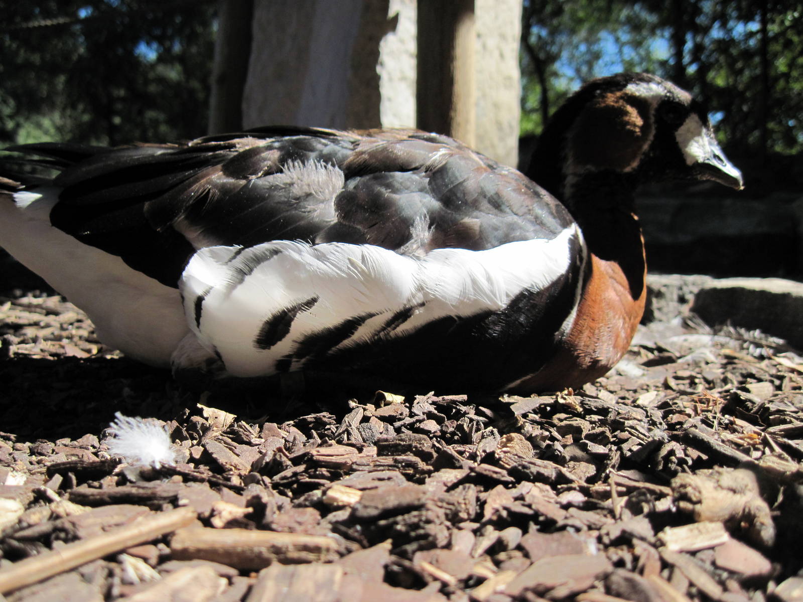 Asian Forest-Red-breasted Goose