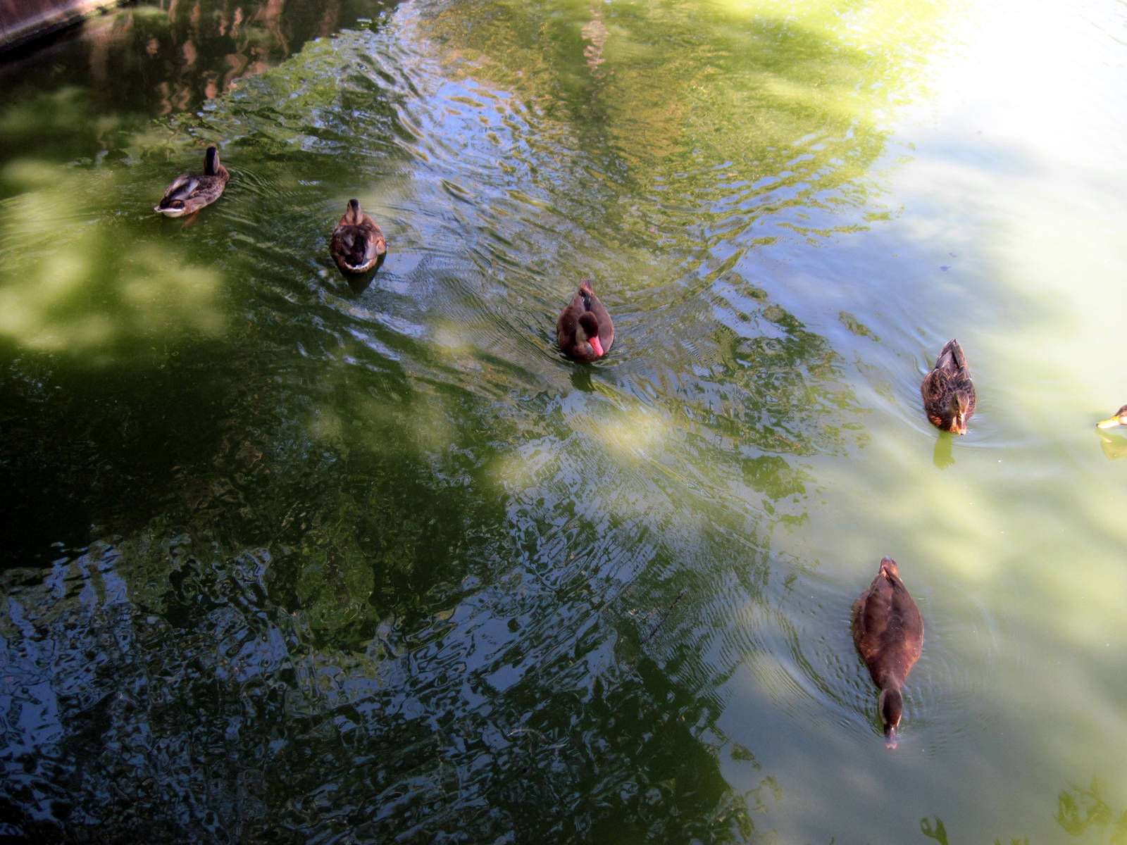 Asian Forest-Red-crested Pochard