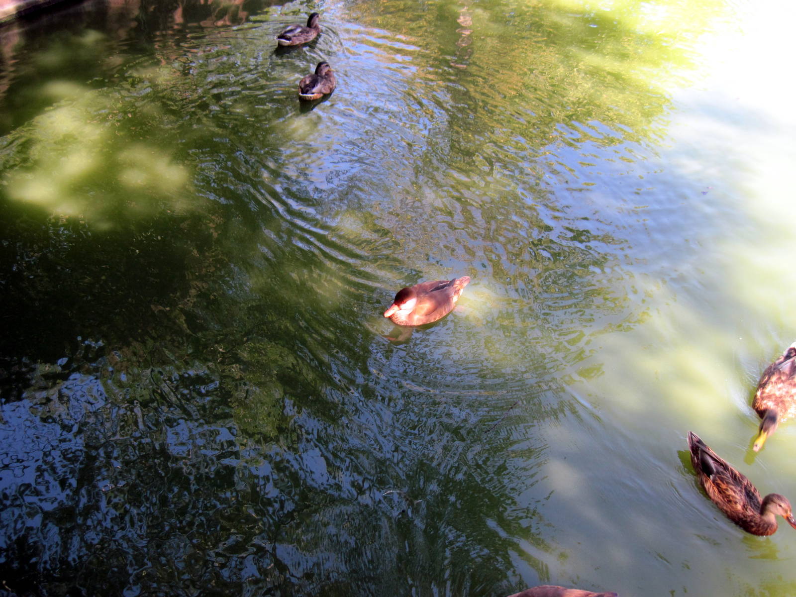 Asian Forest-Red-crested Pochard