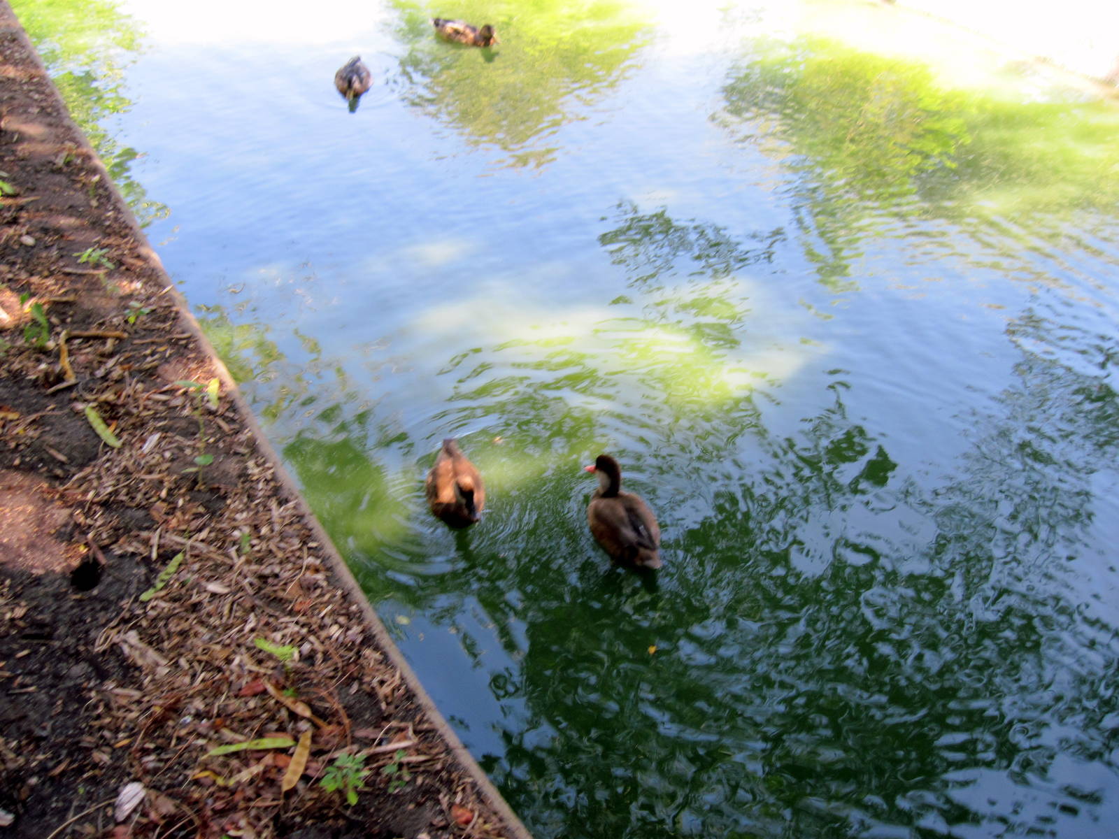 Asian Forest-Red-crested Pochard