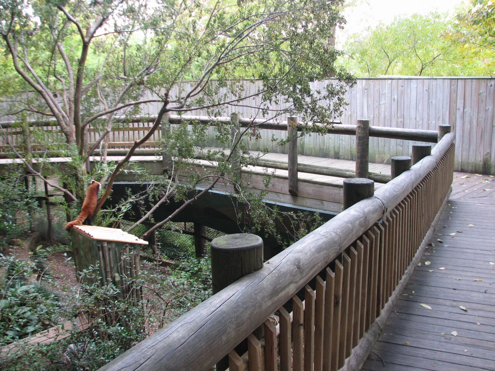 Asian Forest - Red Panda Exhibit