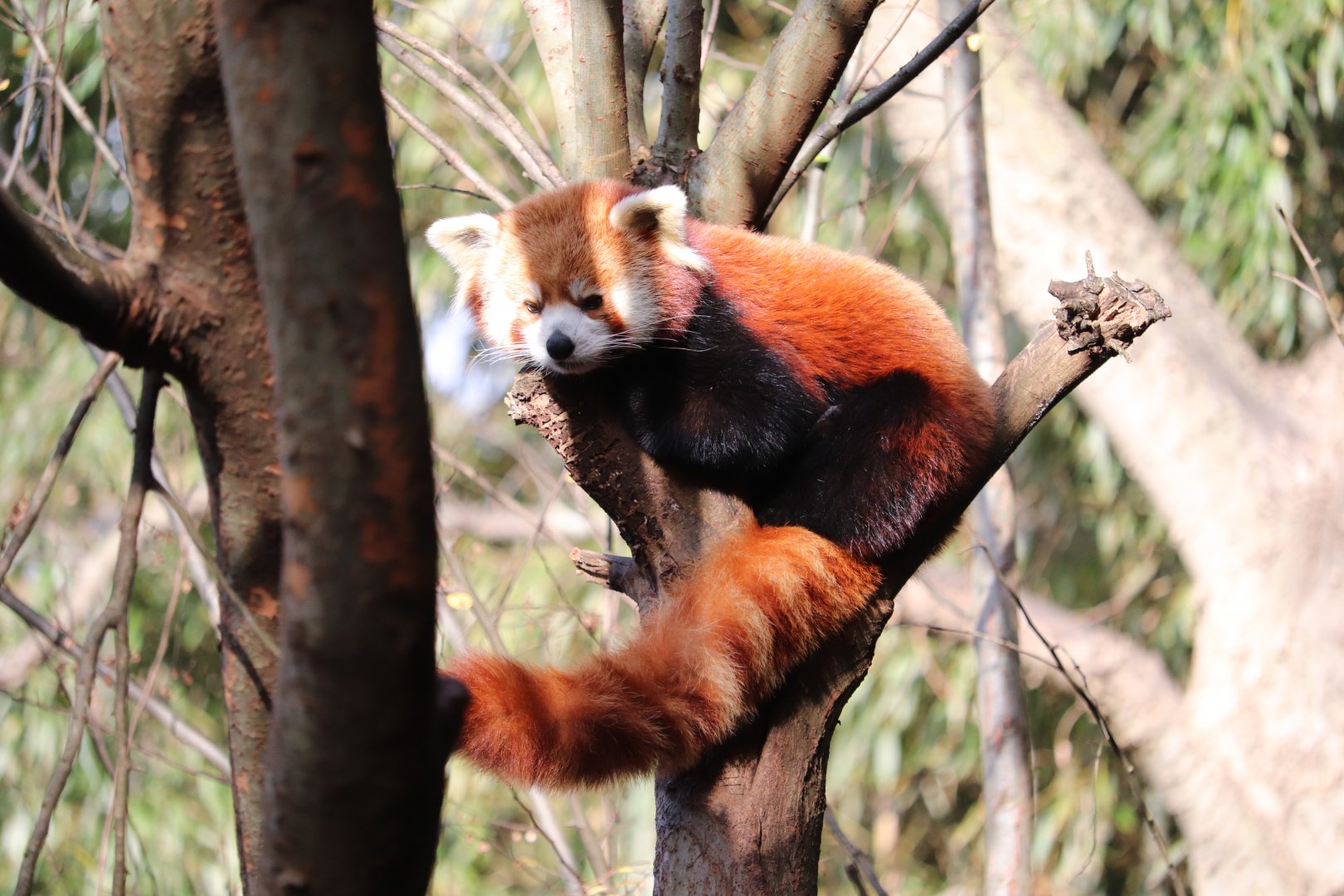 Asian Forest - Red Panda