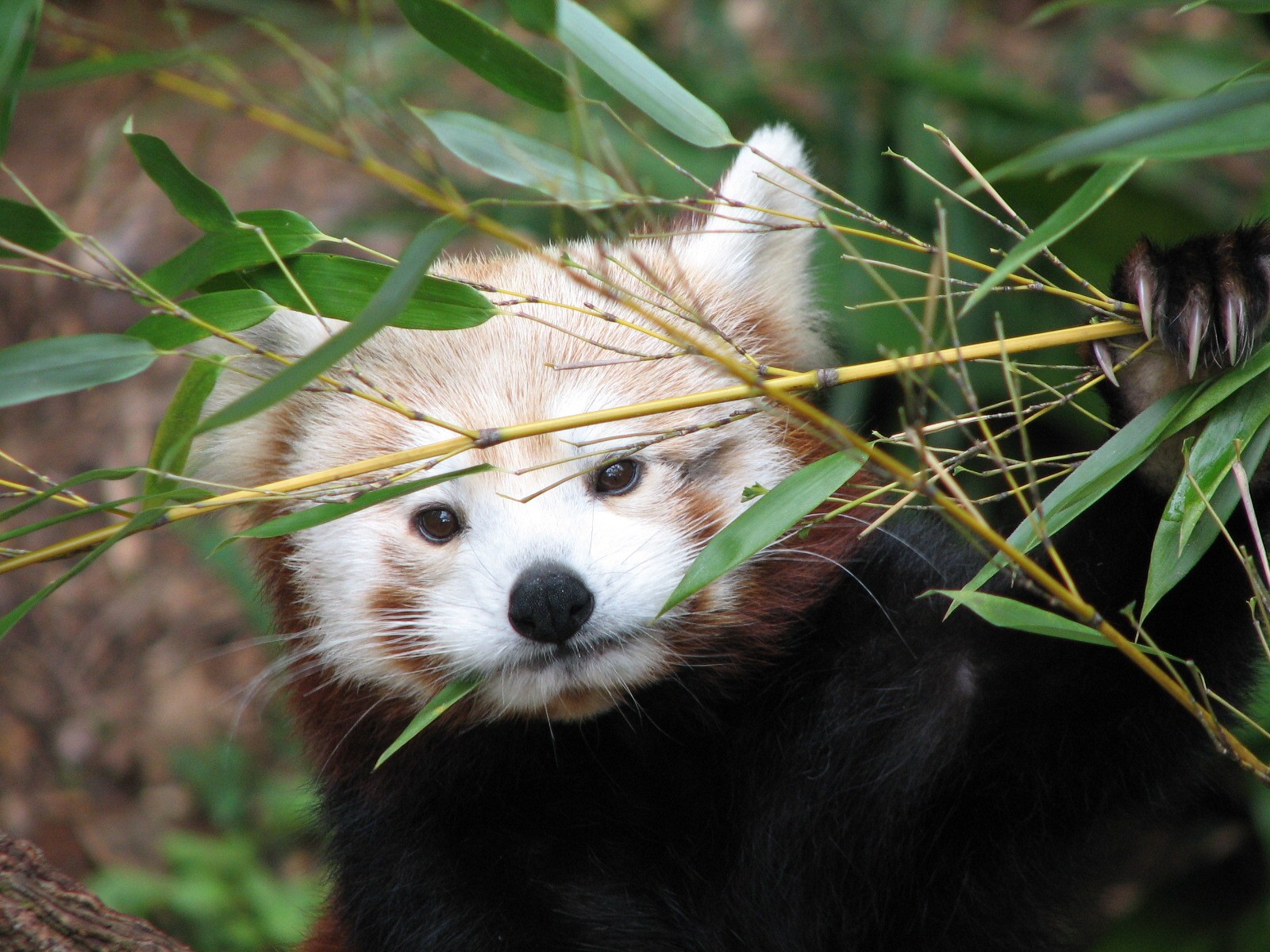 Asian Forest - Red Panda