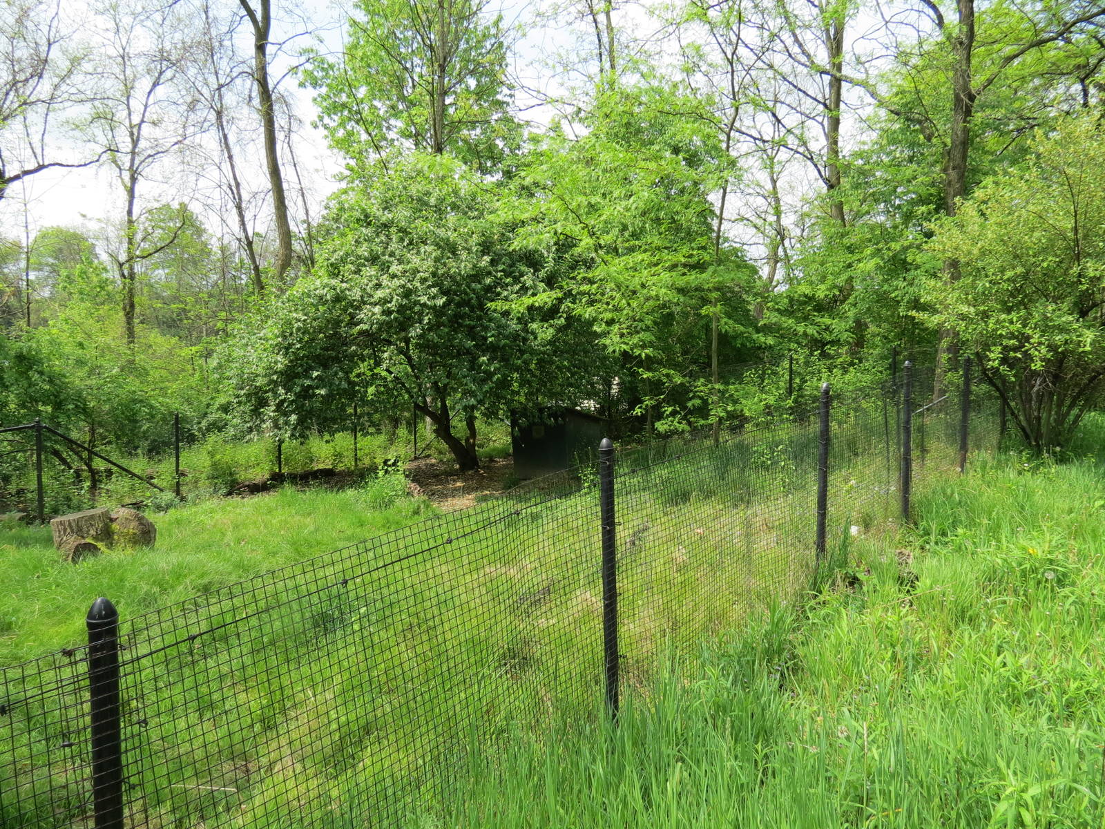 Asian Forest - Reeve's Muntjac Exhibit