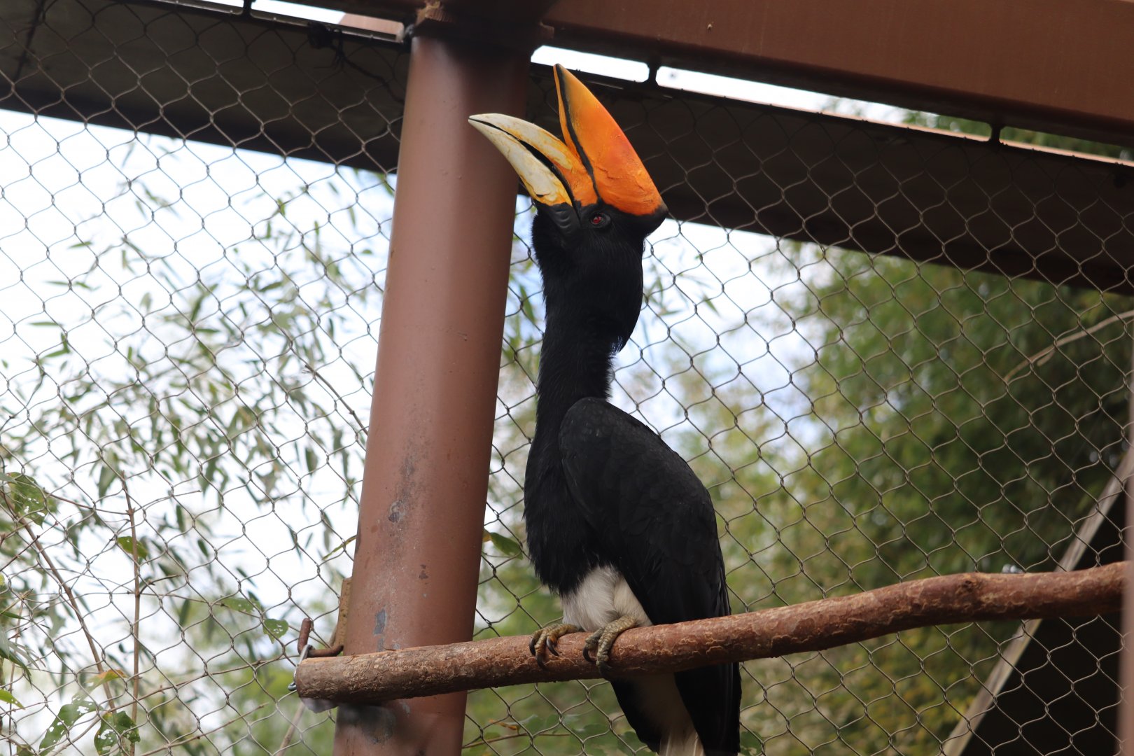 Asian Forest - Rhinoceros Hornbill