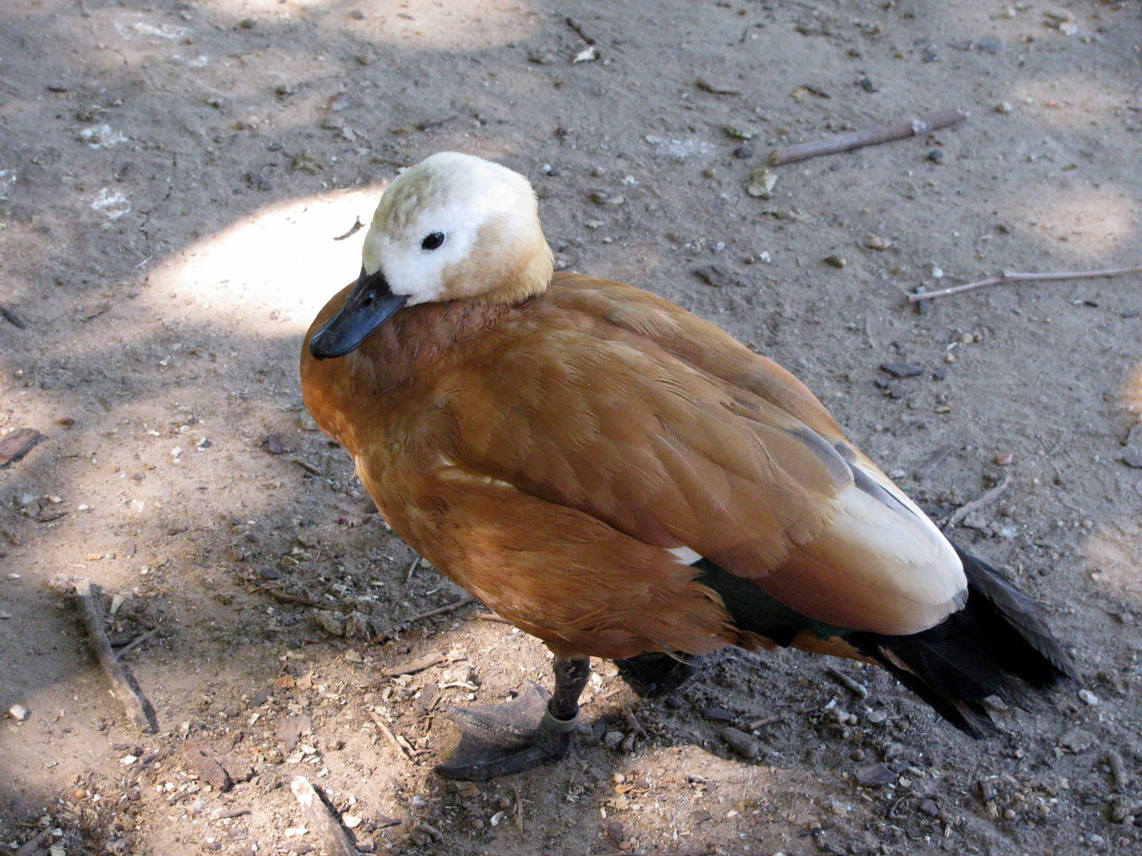 Asian Forest-Ruddy Shelduck
