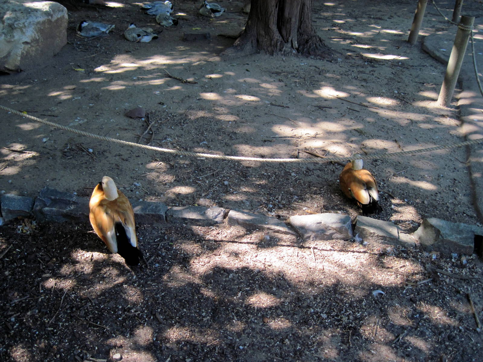 Asian Forest-Ruddy Shelducks