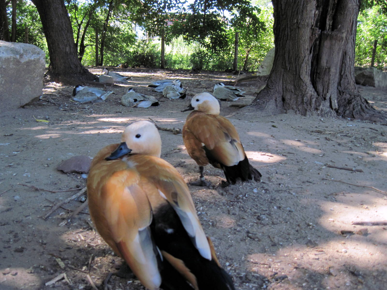 Asian Forest-Ruddy Shelducks