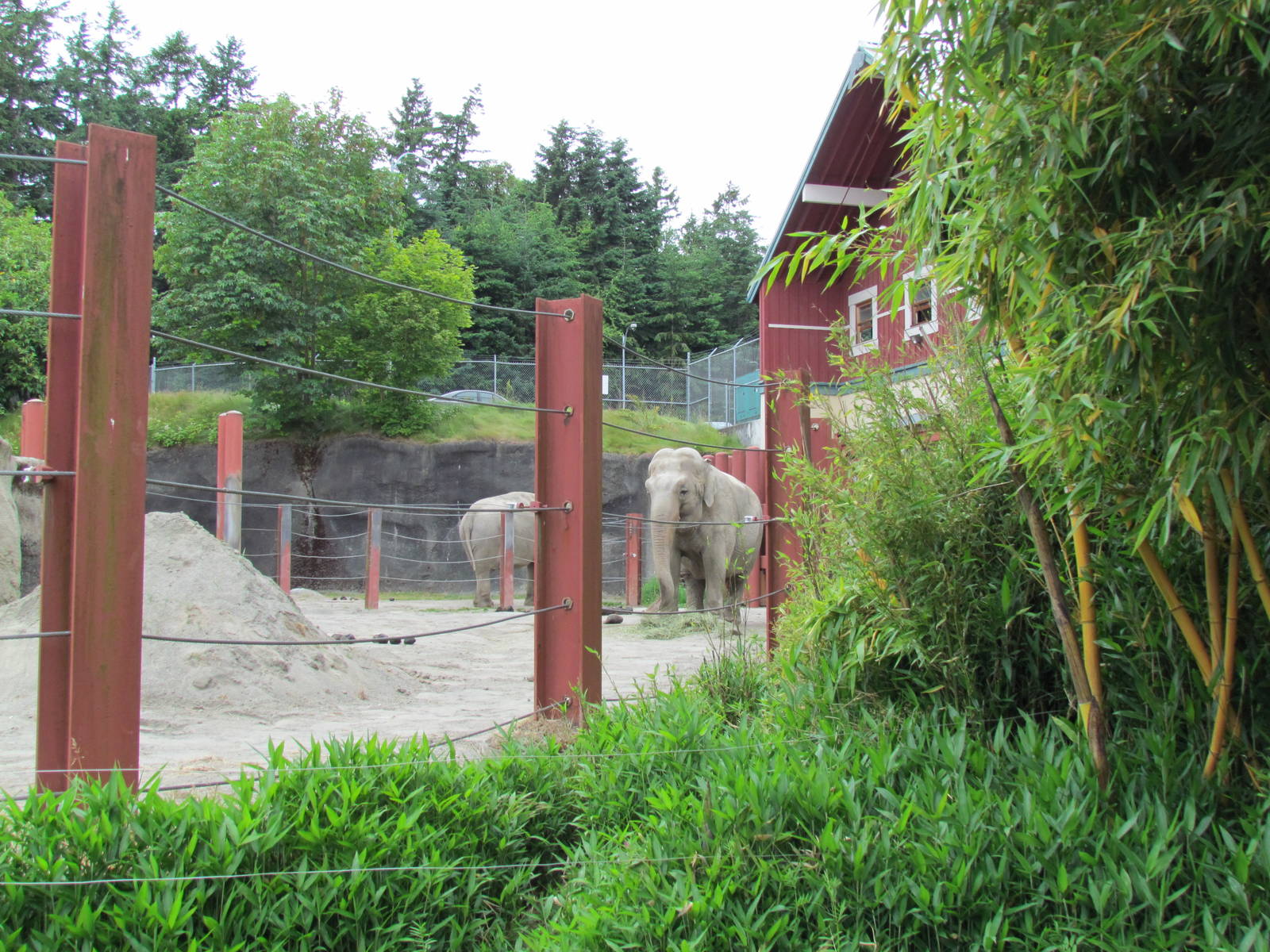 Asian Forest Sanctuary - Asian Elephant