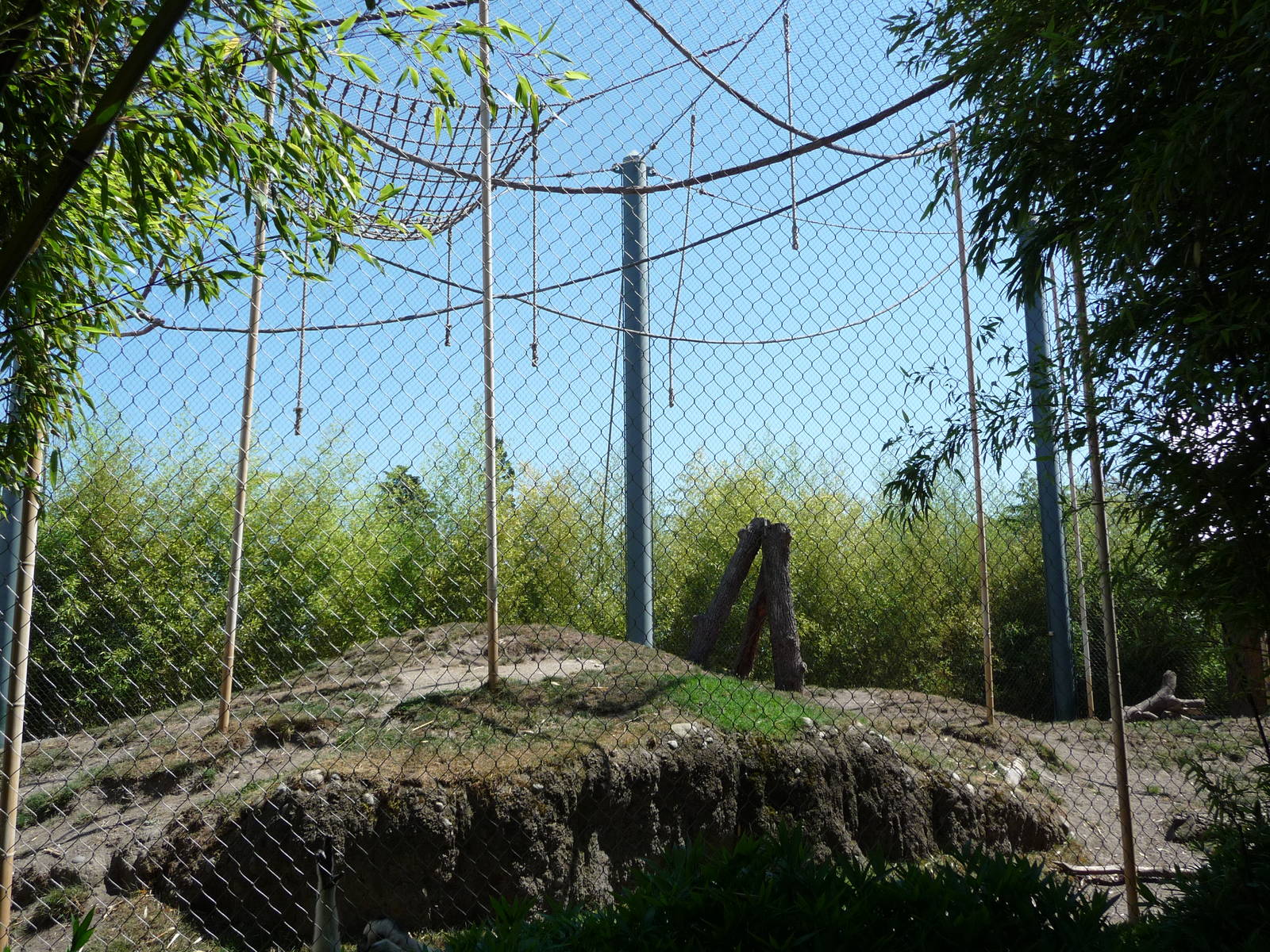 Asian Forest Sanctuary - Bamboo Forest